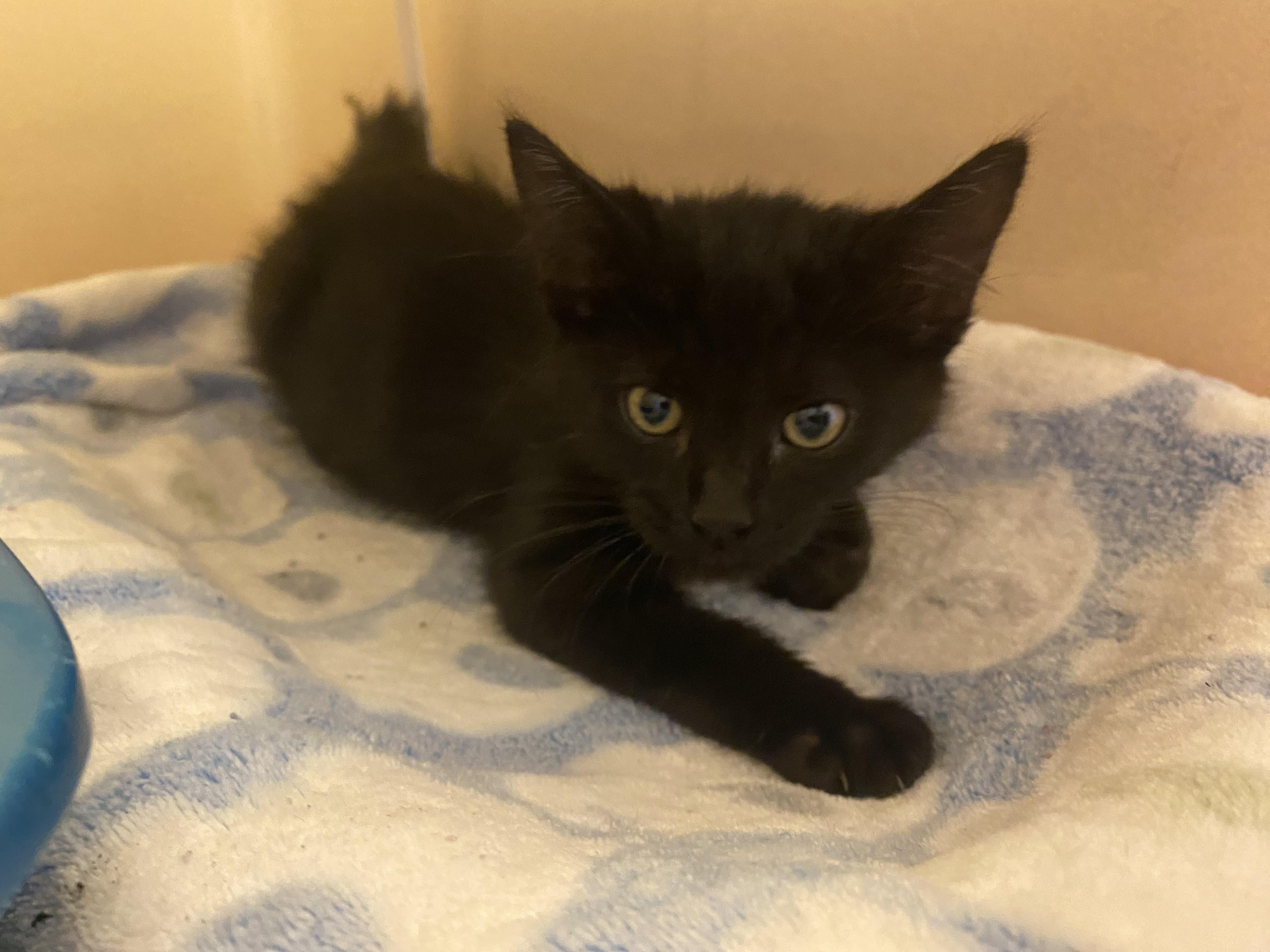 ACO kitten, Adoptable, Kitten Male Domestic Short Hair.