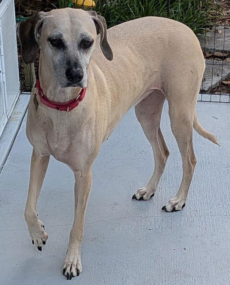 Enlarge Arya - *FH -Training Camp Grad, a Adoptable mixed breed in Sanford, FL image 1/3