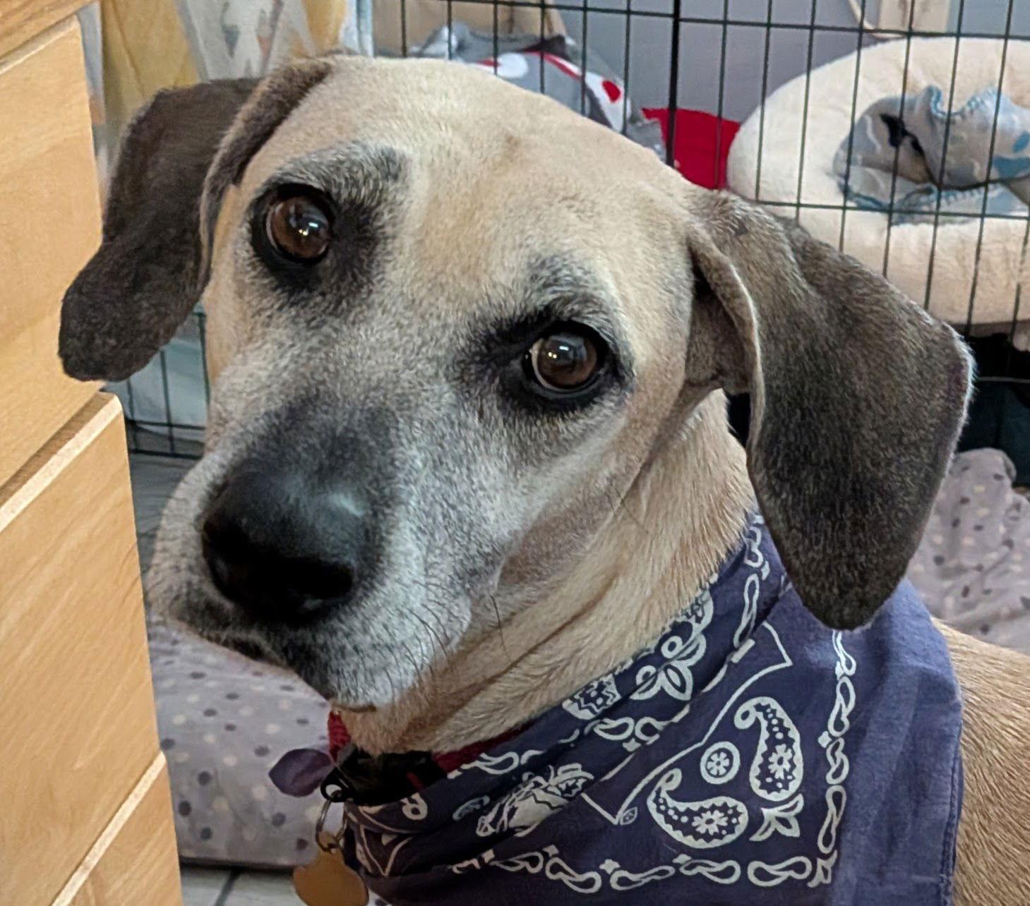 Arya - *FH, Adoptable, Adult Female Black Mouth Cur & Hound.