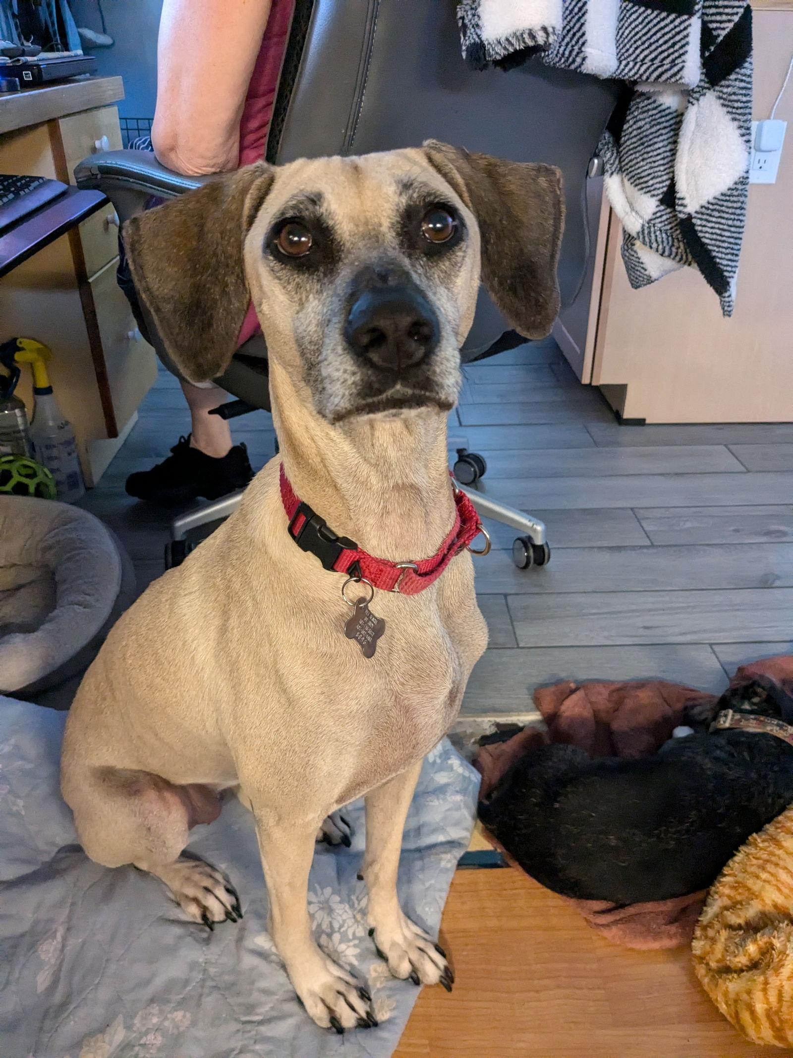 Enlarge Arya - *FH -Training Camp Grad, a Adoptable mixed breed in Sanford, FL image 3/3