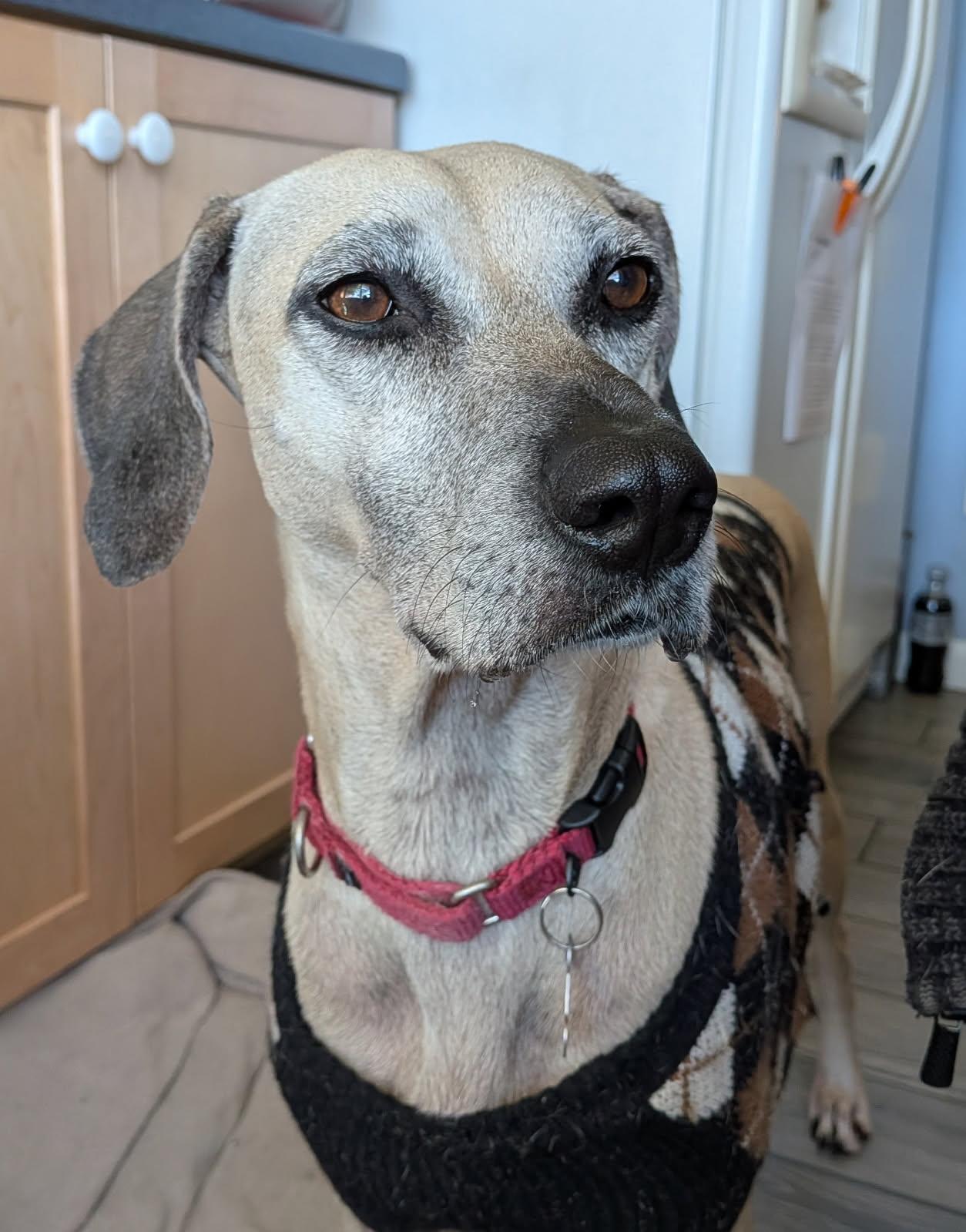 Awesome Arya - *FH, Adoptable, Adult Female Black Mouth Cur & Hound.