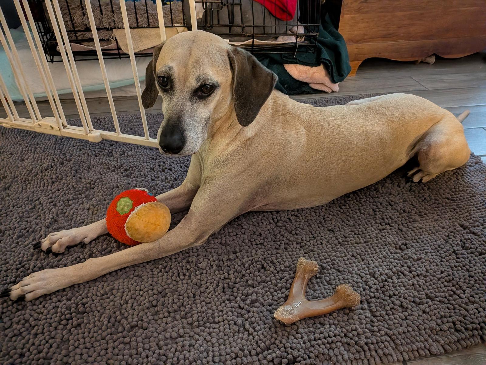 Enlarge Arya - *FH, a Adoptable mixed breed in Sanford, FL image 3/3