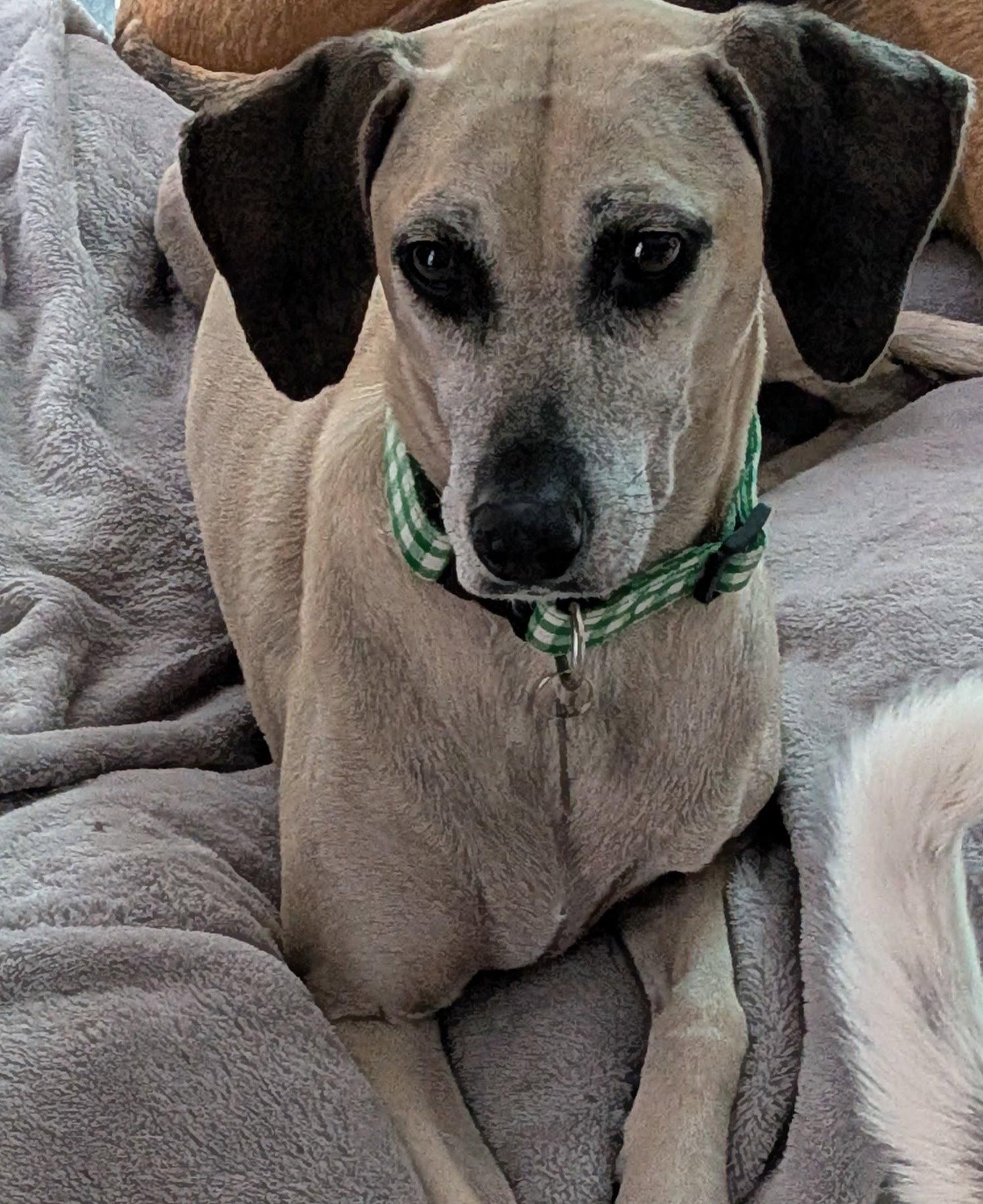 Enlarge Awesome Arya - *FH, a Adoptable mixed breed in Sanford, FL image 3/3