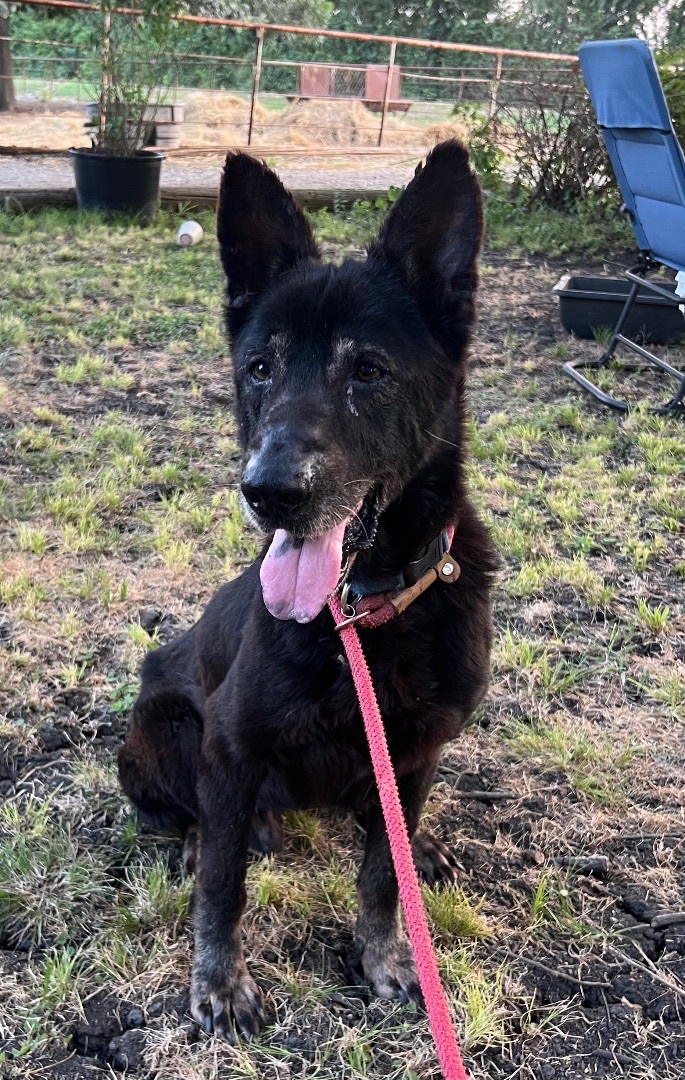Enlarge Shadow , a Adoptable German Shepherd Dog in Anna, TX image 1/3