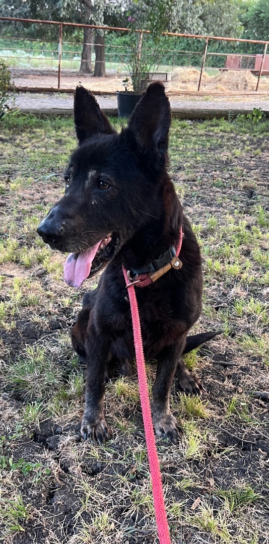 Enlarge Shadow , a Adoptable German Shepherd Dog in Anna, TX image 3/3