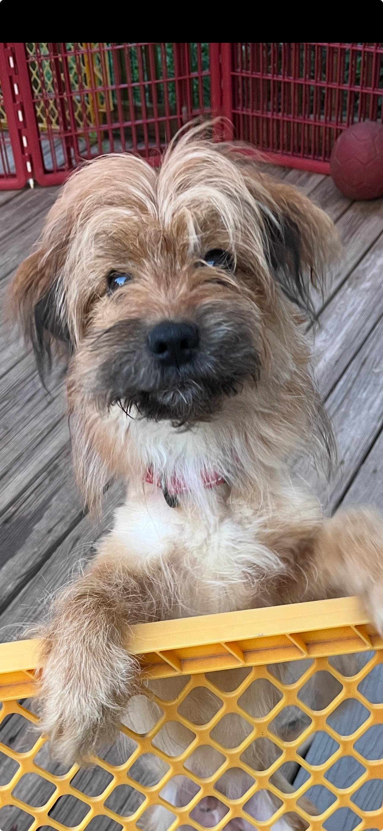 Jack-Yorkie