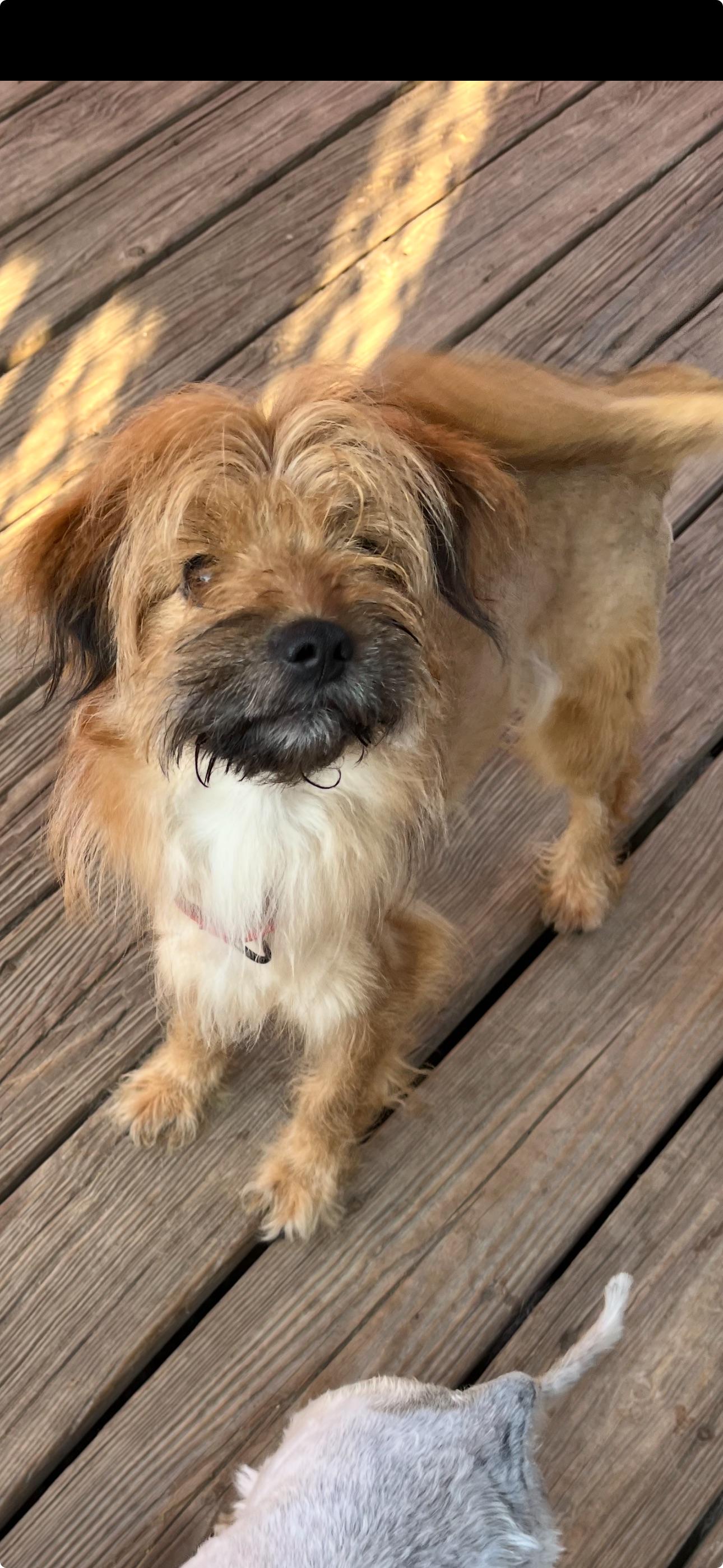 Jack-Yorkie