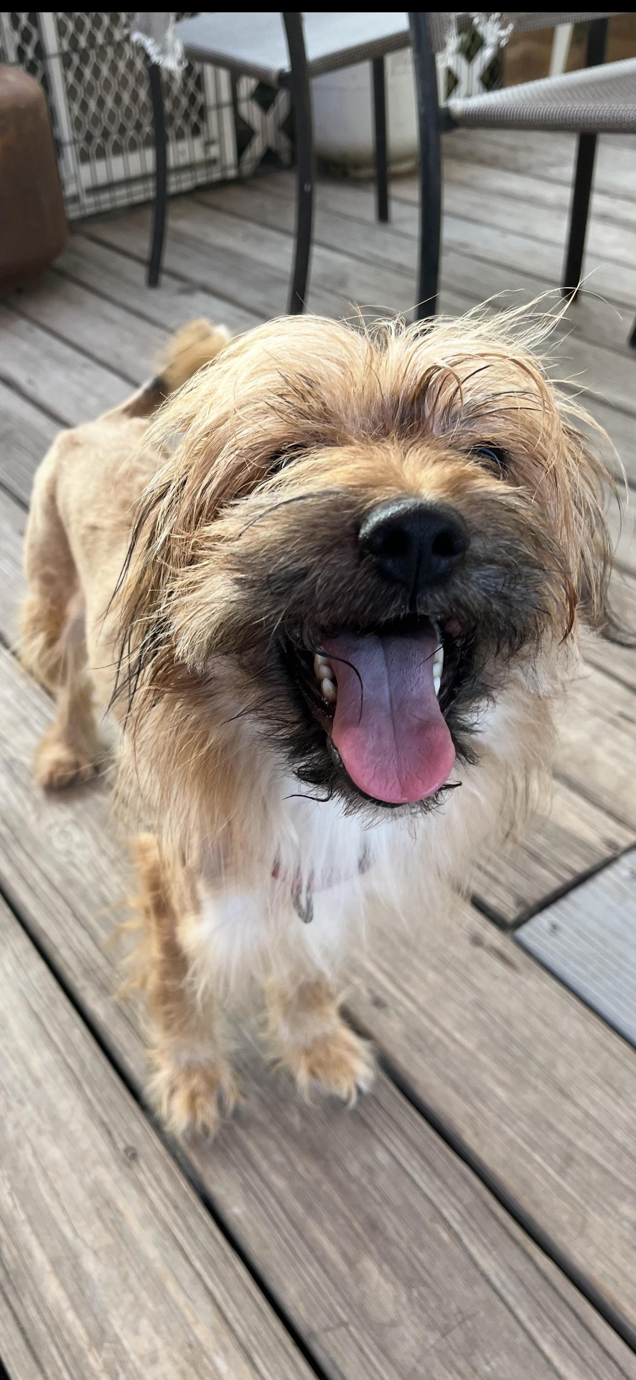 Jack-Yorkie