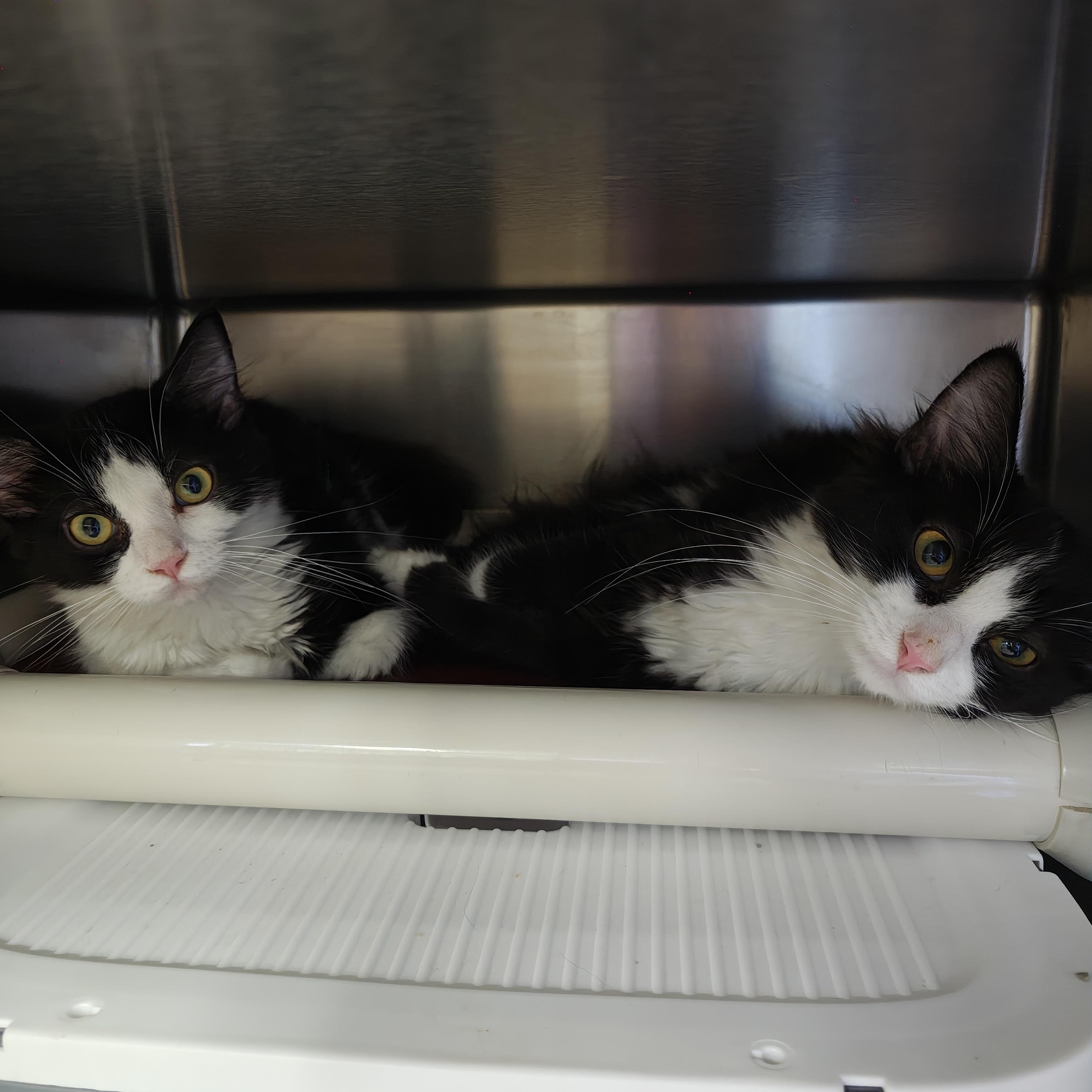 Eggplant, a Adoptable Domestic Medium Hair in Oconto, WI image 2/4