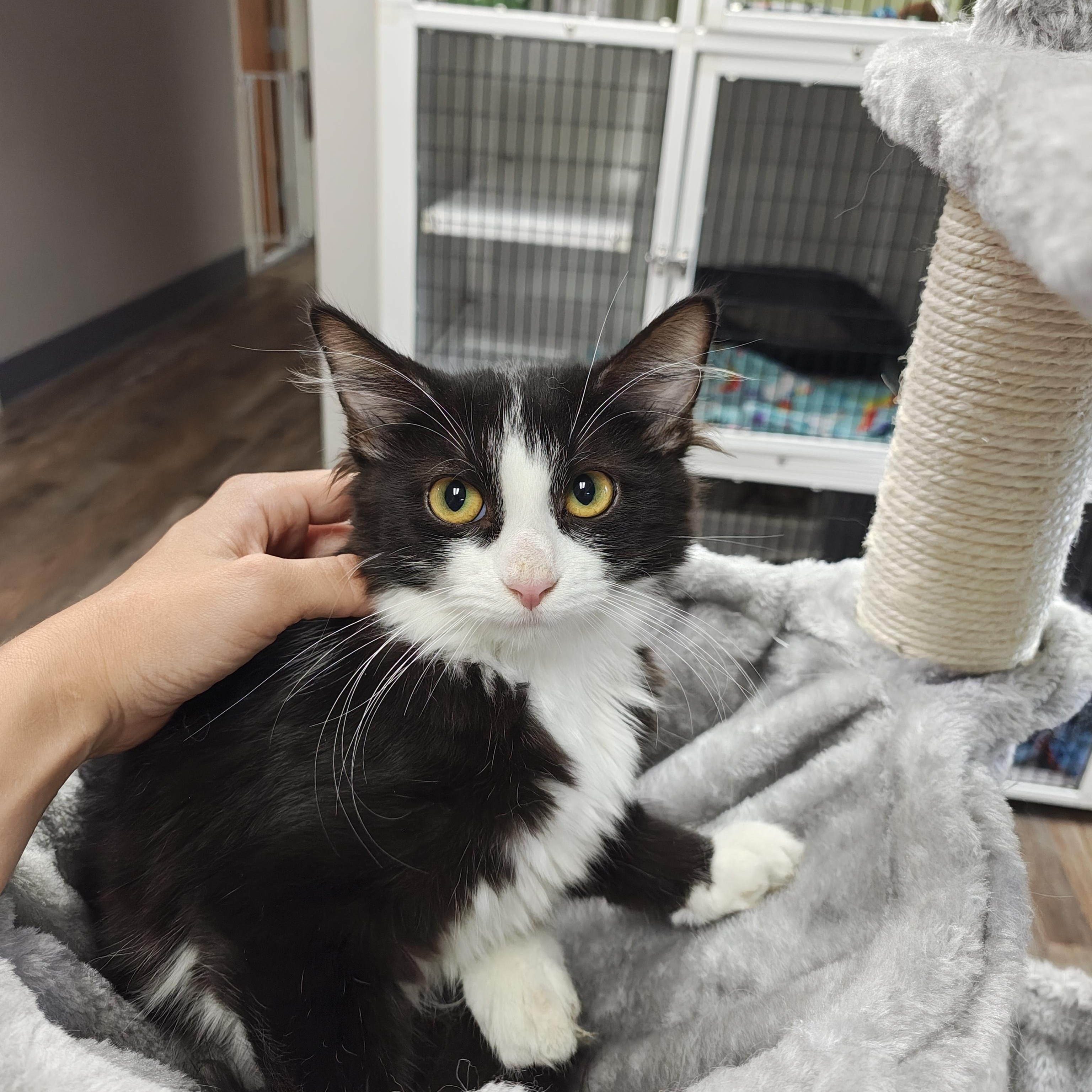 Eggplant, a Adoptable Domestic Medium Hair in Oconto, WI image 4/4