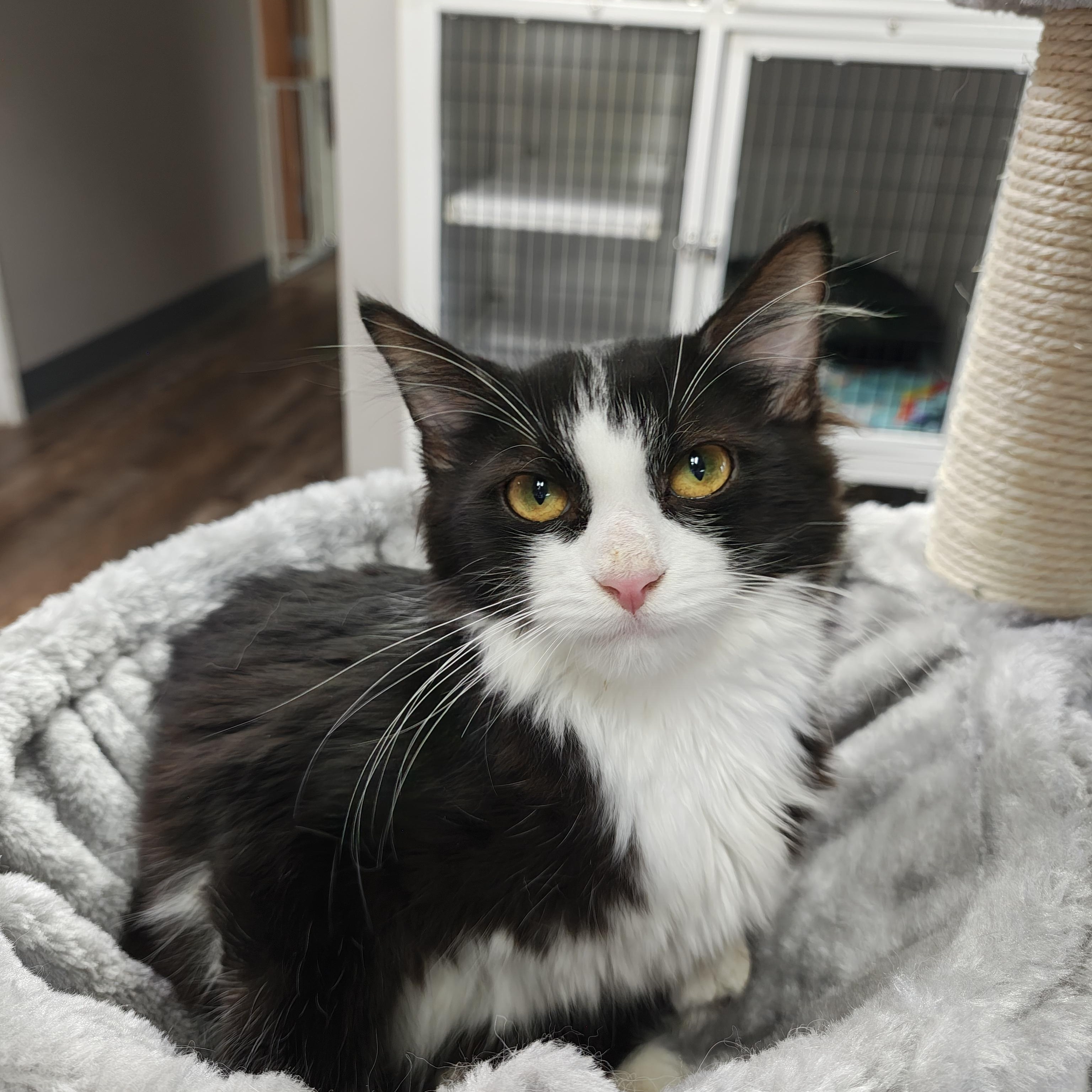 Eggplant, a Adoptable Domestic Medium Hair in Oconto, WI image 1/4