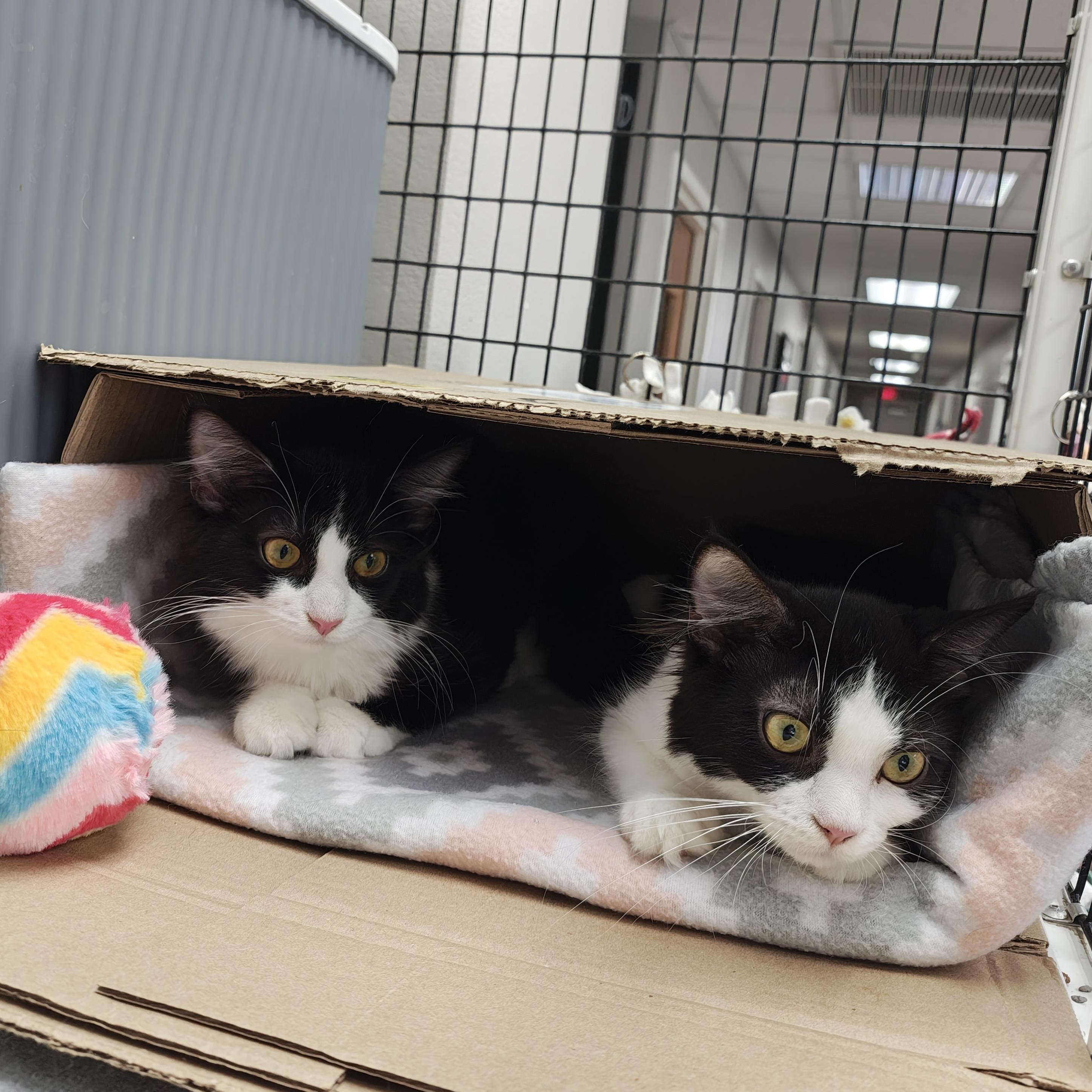 Eggplant, a Adoptable Domestic Medium Hair in Oconto, WI image 3/4