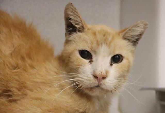 Enlarge ANGELO*, a Adoptable Domestic Short Hair in Tucson, AZ image 1/1