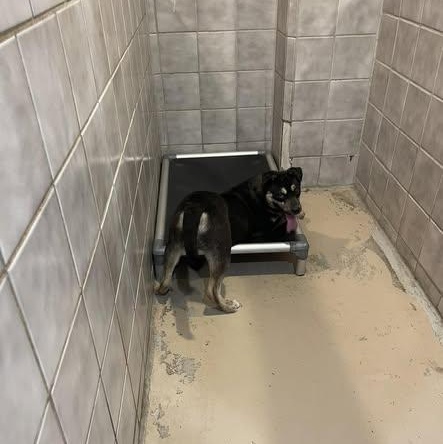 Enlarge Trumpet, a ADOPTABLE mixed breed in North Kansas City, MO image 4/4