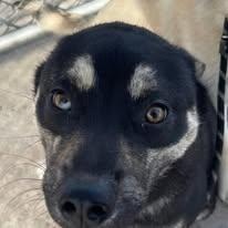Trumpet, ADOPTABLE, Puppy Male Husky.