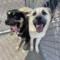 Enlarge Trumpet, a ADOPTABLE mixed breed in North Kansas City, MO image 2/4