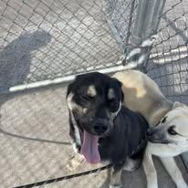 Enlarge Trumpet, a ADOPTABLE mixed breed in North Kansas City, MO image 3/4