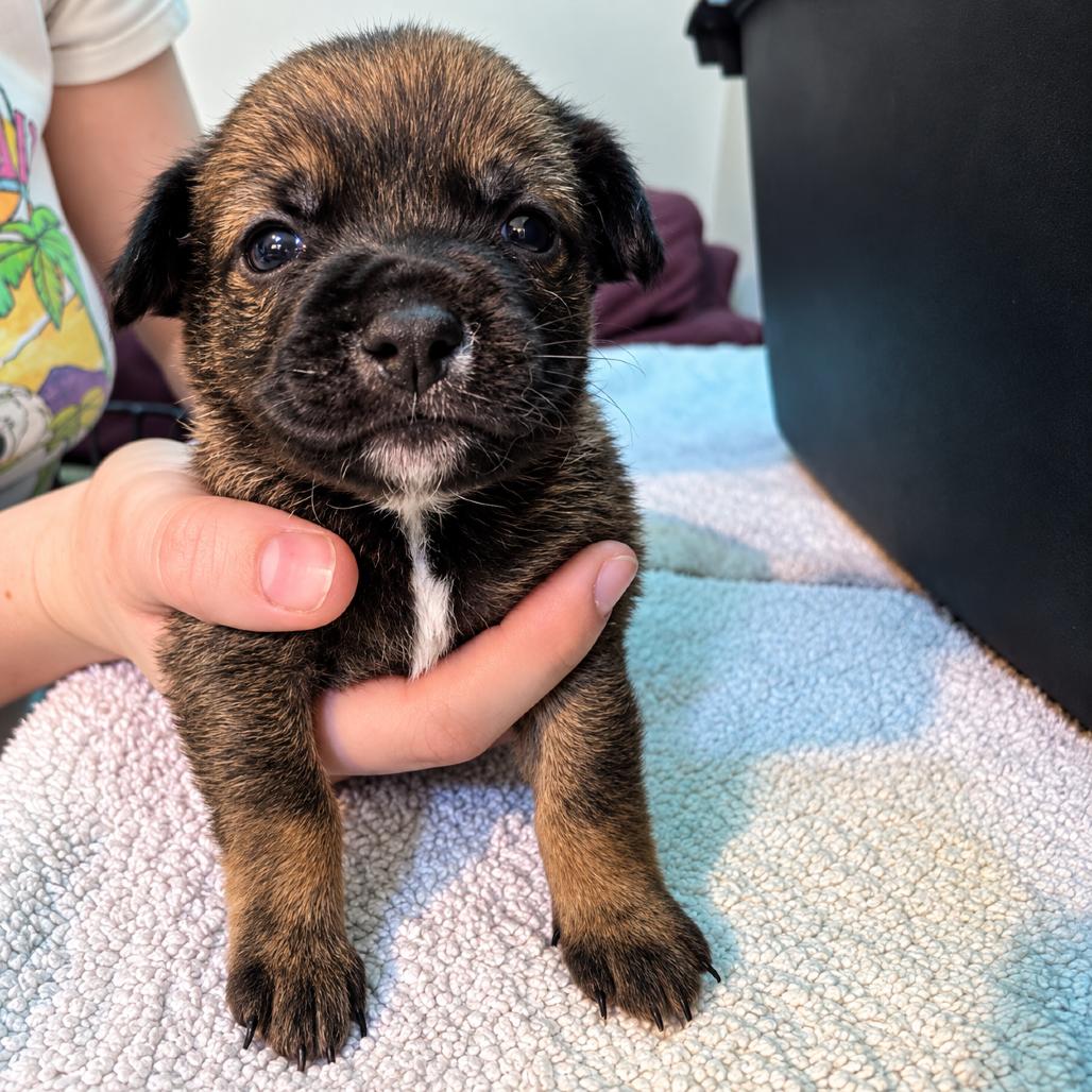 Enlarge Nova, a Adoptable mixed breed in Sacramento, CA image 1/5