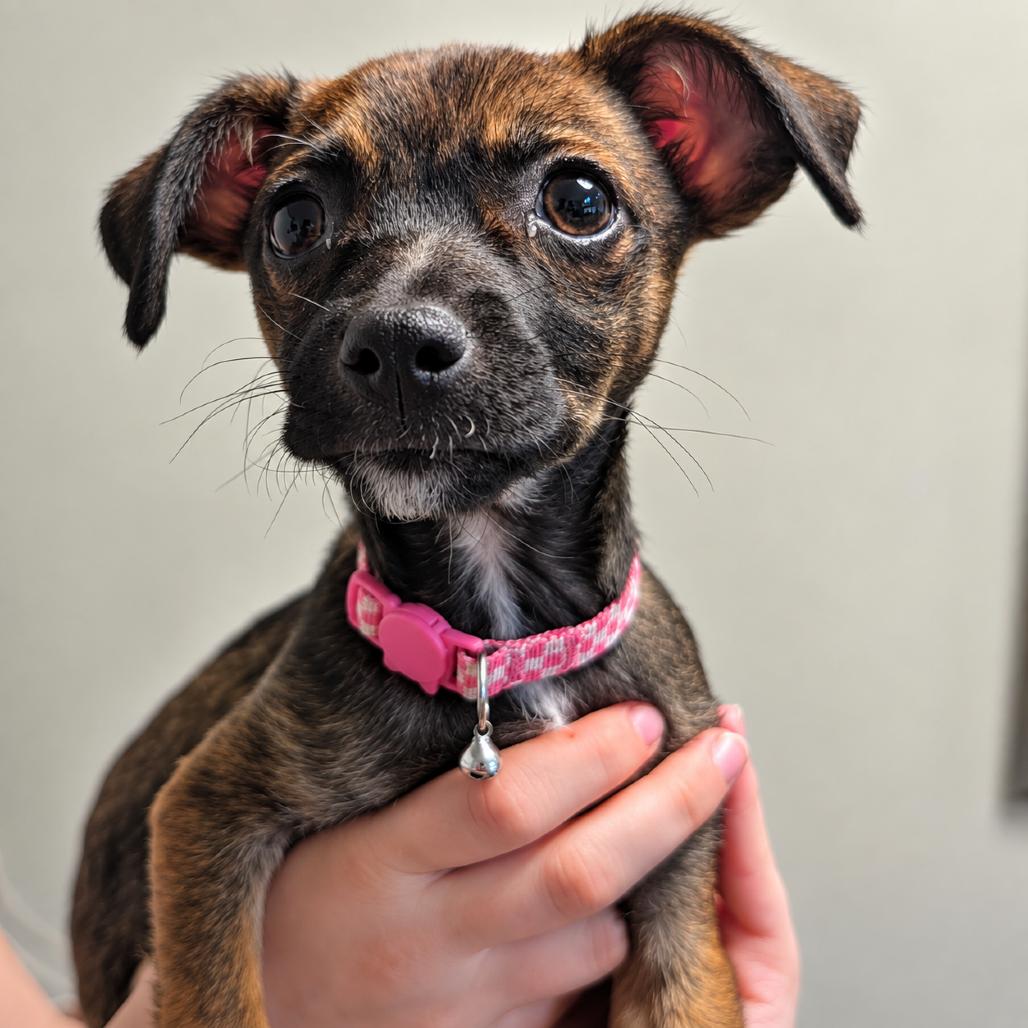 Enlarge Nova, a Adoptable mixed breed in Sacramento, CA image 4/5