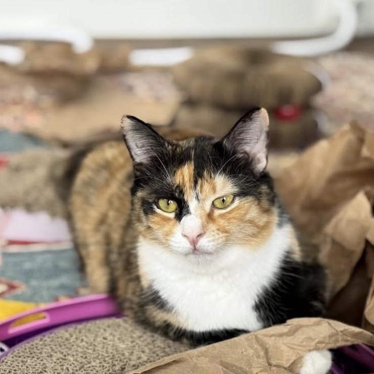 Enlarge Clair de Lune & Soleil (bonded pair), a Adoptable Domestic Medium Hair in Alexandria, VA image 3/6