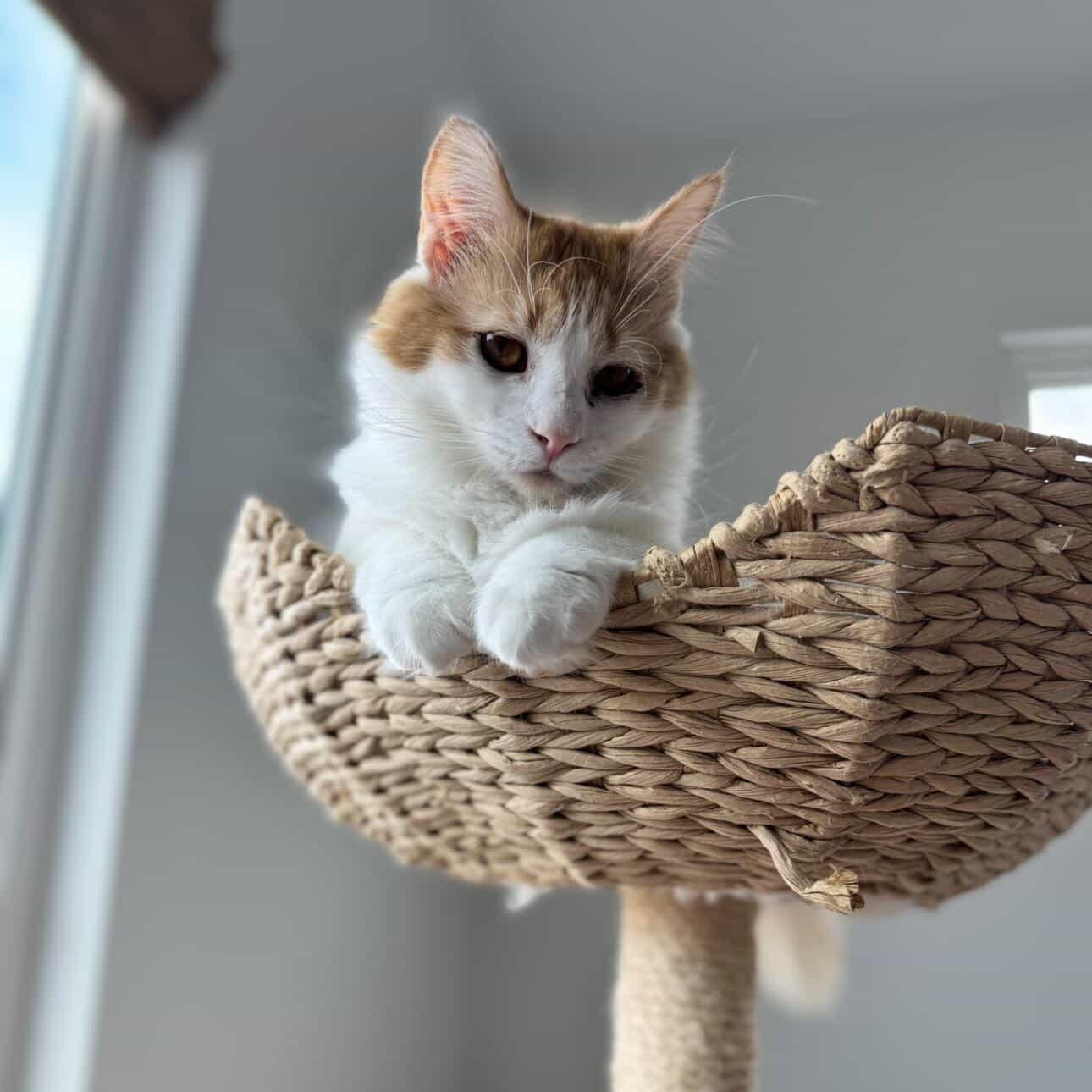 Enlarge Clair de Lune & Soleil (bonded pair), a Adoptable Domestic Medium Hair in Alexandria, VA image 4/6