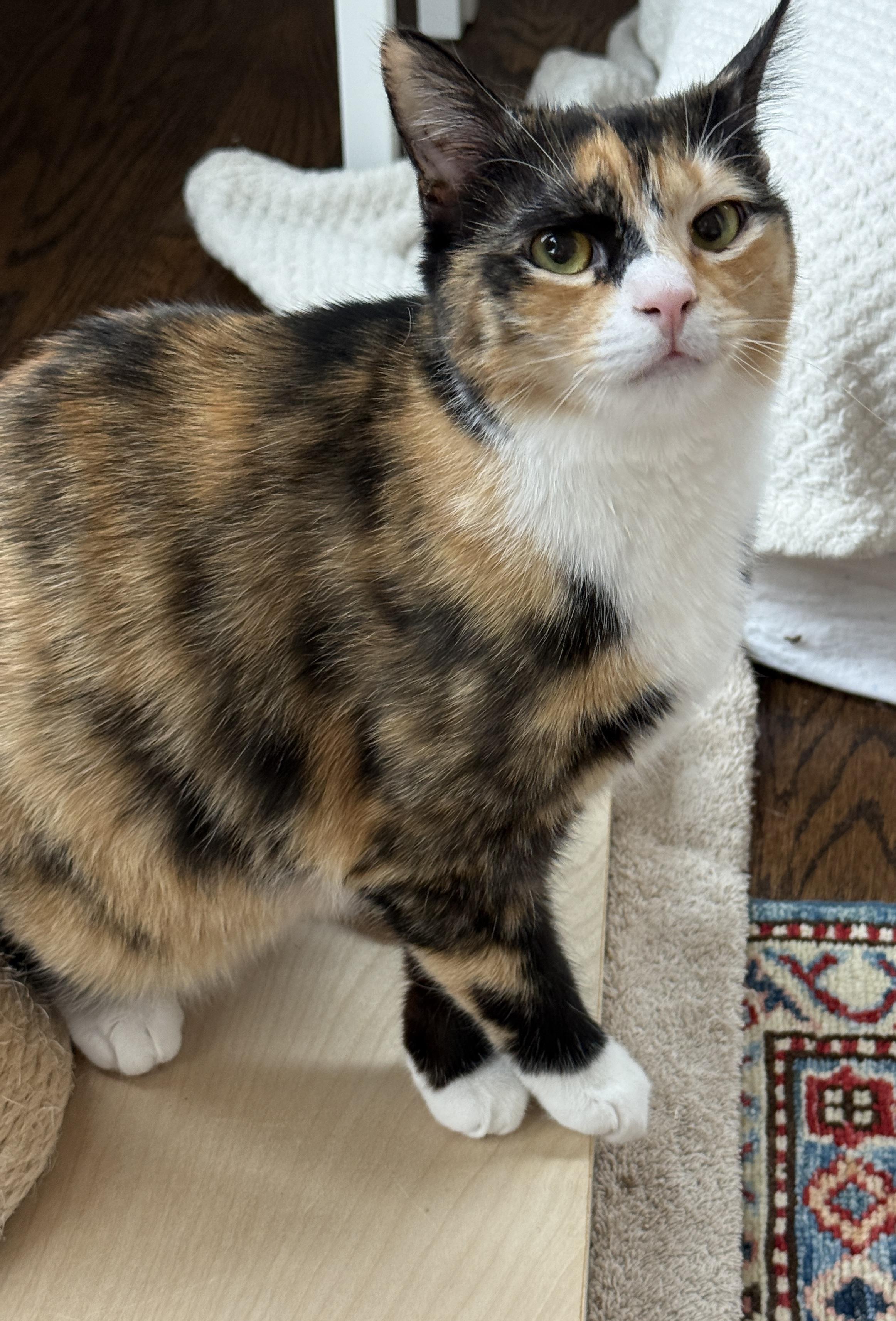 Enlarge Clair de Lune & Soleil (bonded pair), a Adoptable Domestic Medium Hair in Alexandria, VA image 5/6