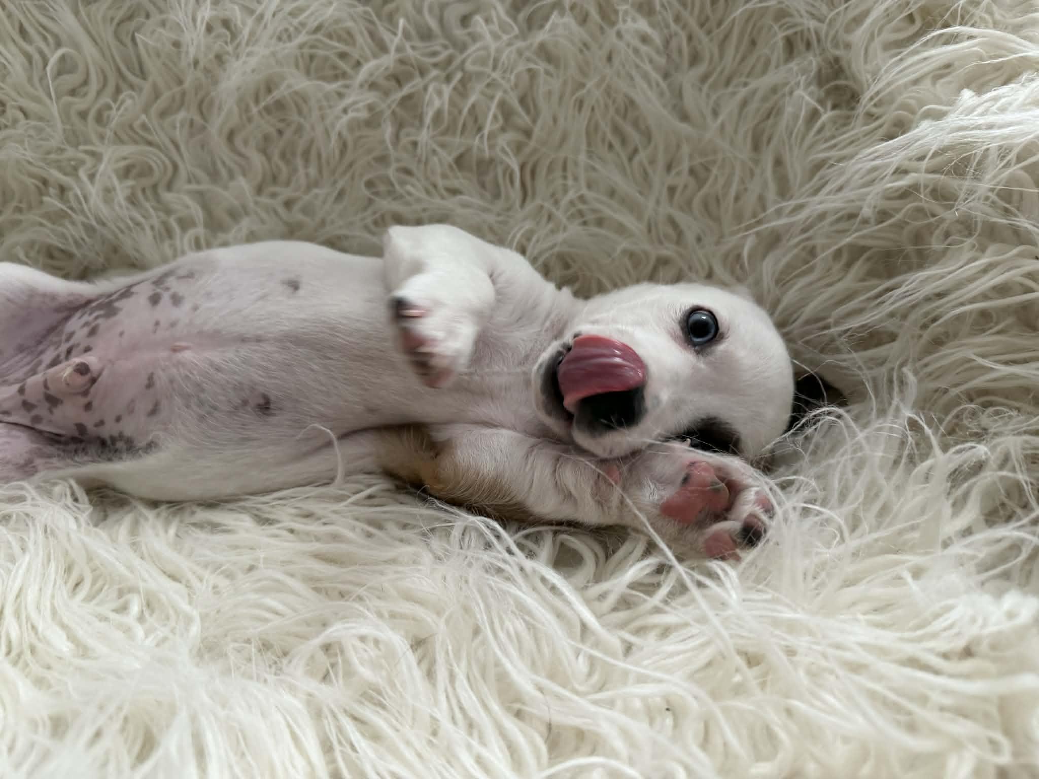 Enlarge Rocco, a Adopted mixed breed in Tempe, AZ image 1/3