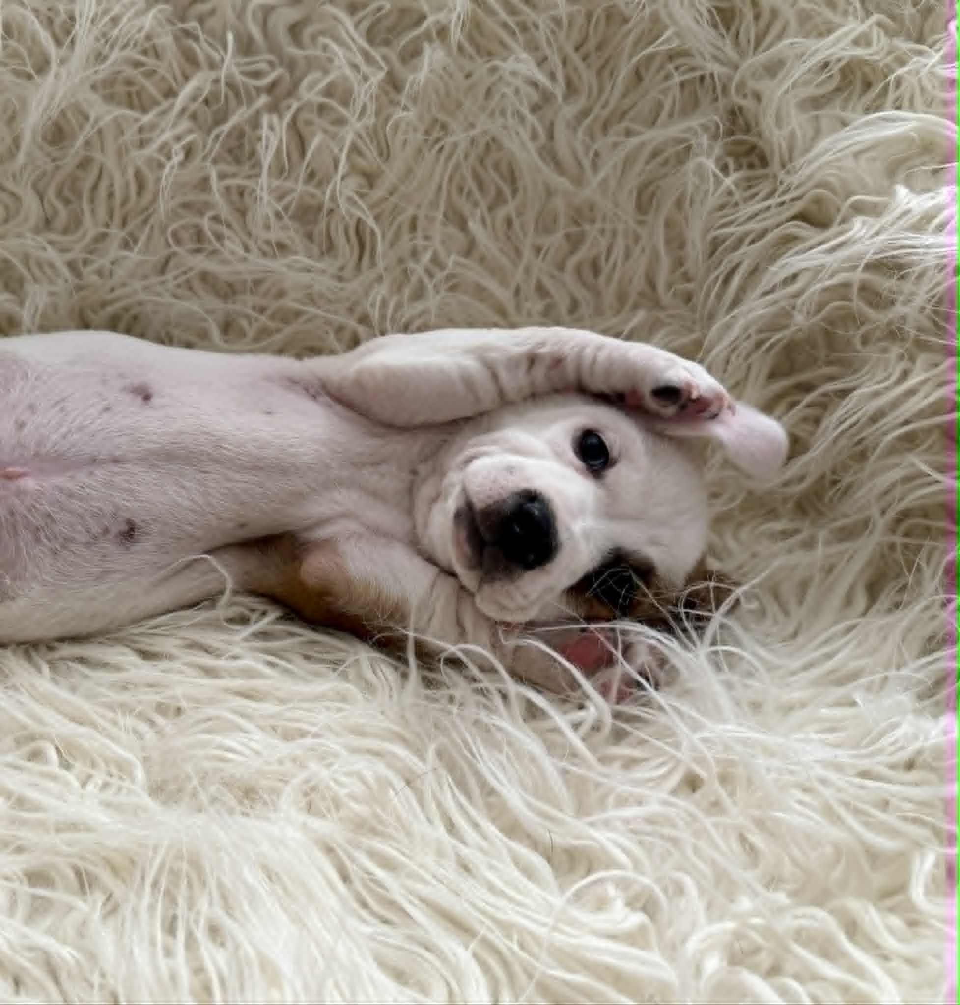 Enlarge Rocco, a Adopted mixed breed in Tempe, AZ image 2/3