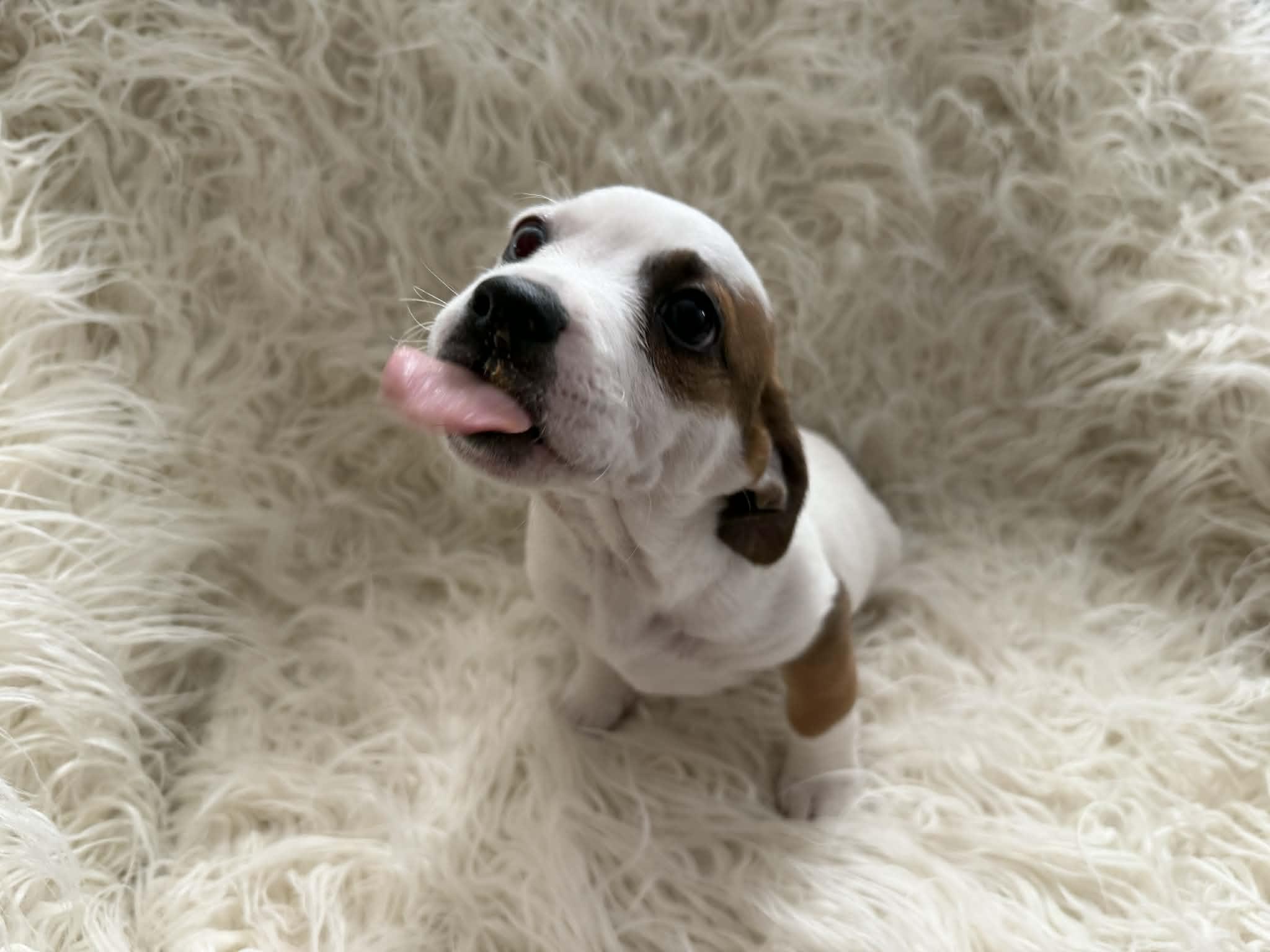 Enlarge Rocco, a Adopted mixed breed in Tempe, AZ image 3/3