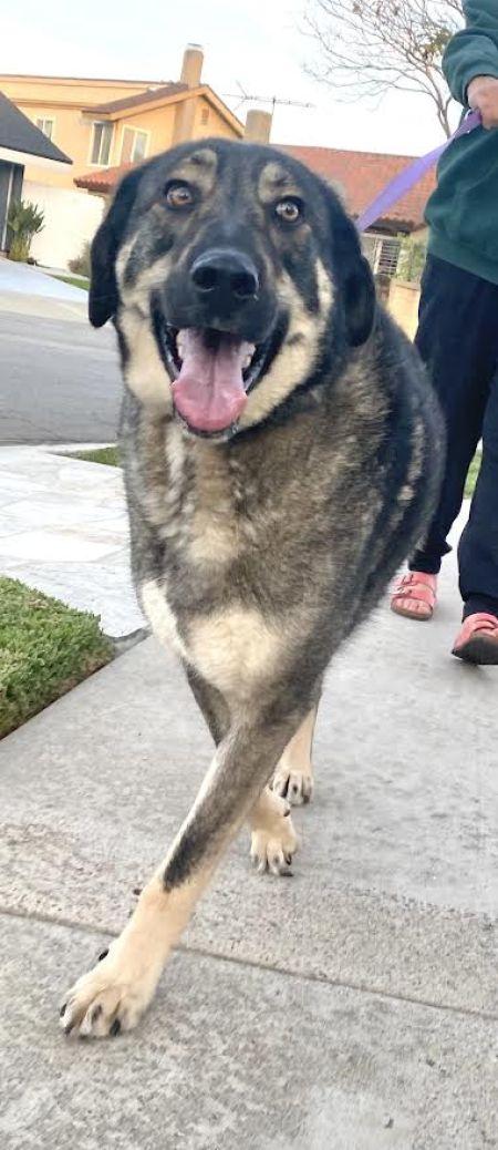 Denali, Adoptable, Young Male German Shepherd Dog.