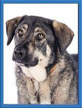 Enlarge Denali, a Adoptable German Shepherd Dog in Irvine, CA image 2/3