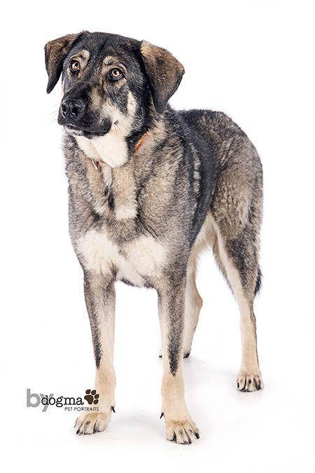 Enlarge Denali, a Adoptable German Shepherd Dog in Irvine, CA image 3/3