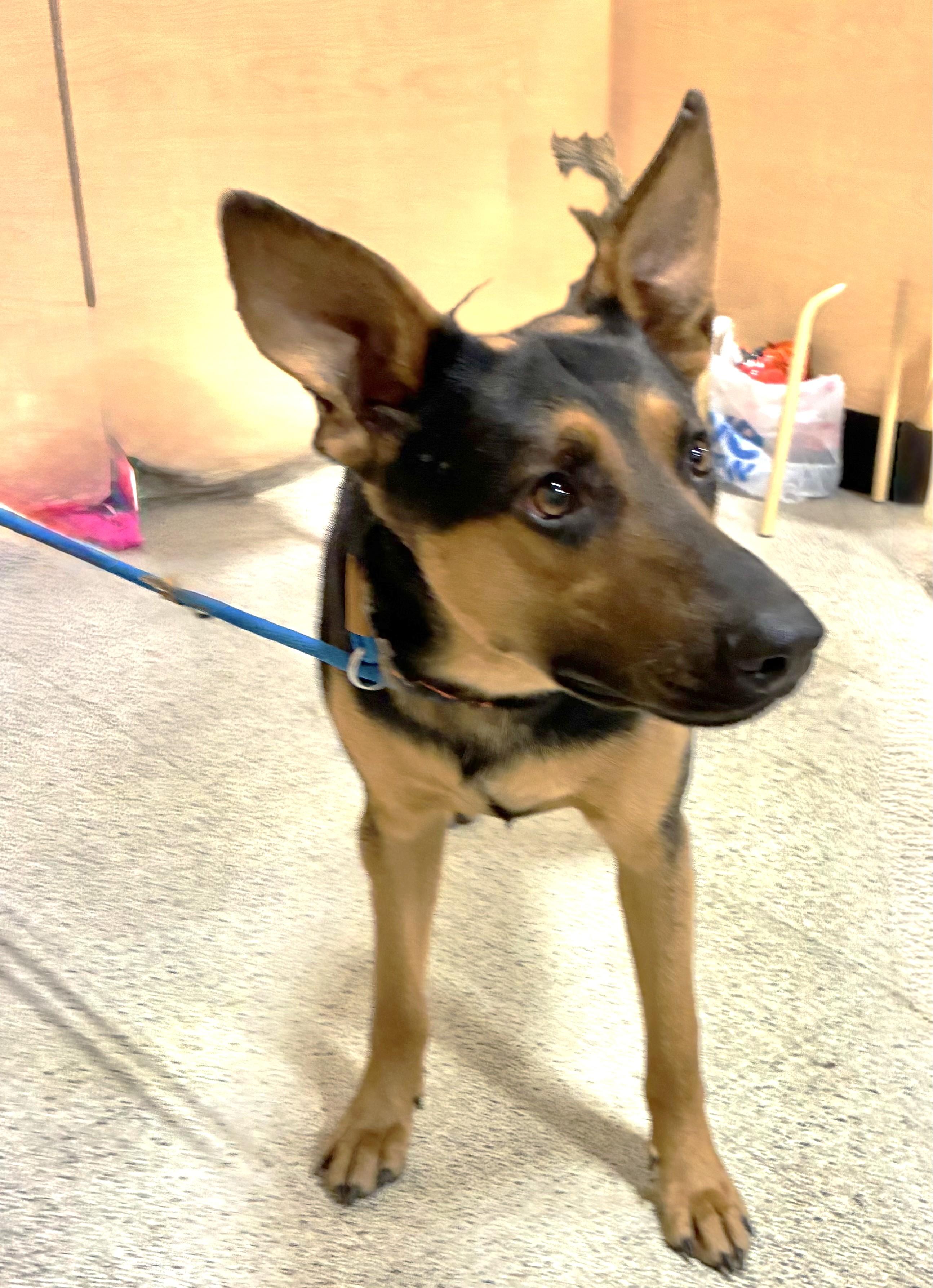 Roree, a ADOPTABLE mixed breed in West Chicago, IL image 2/2