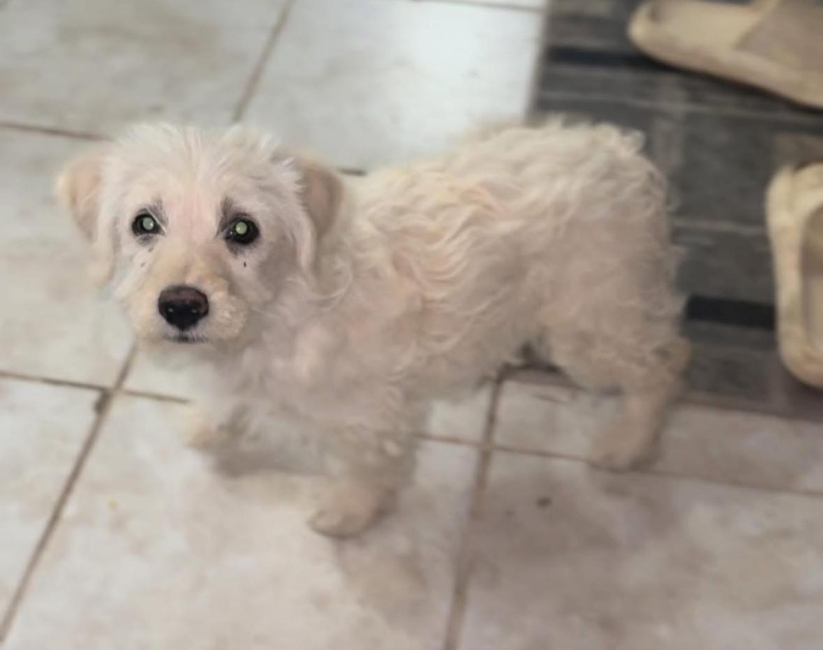 Enlarge Cloud, a Adopted mixed breed in Harrah, OK image 1/2