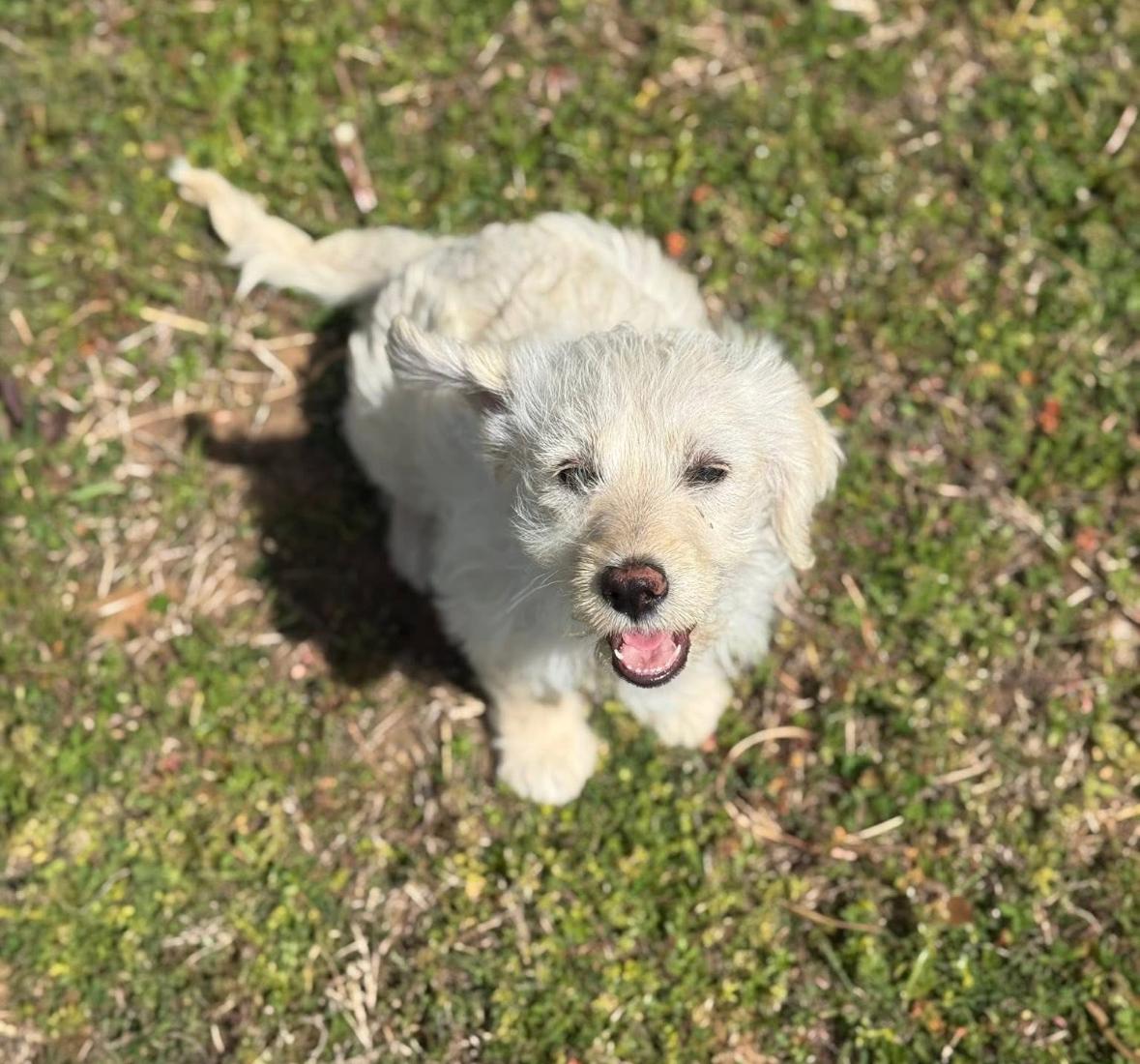 Enlarge Cloud, a Adopted mixed breed in Harrah, OK image 2/2
