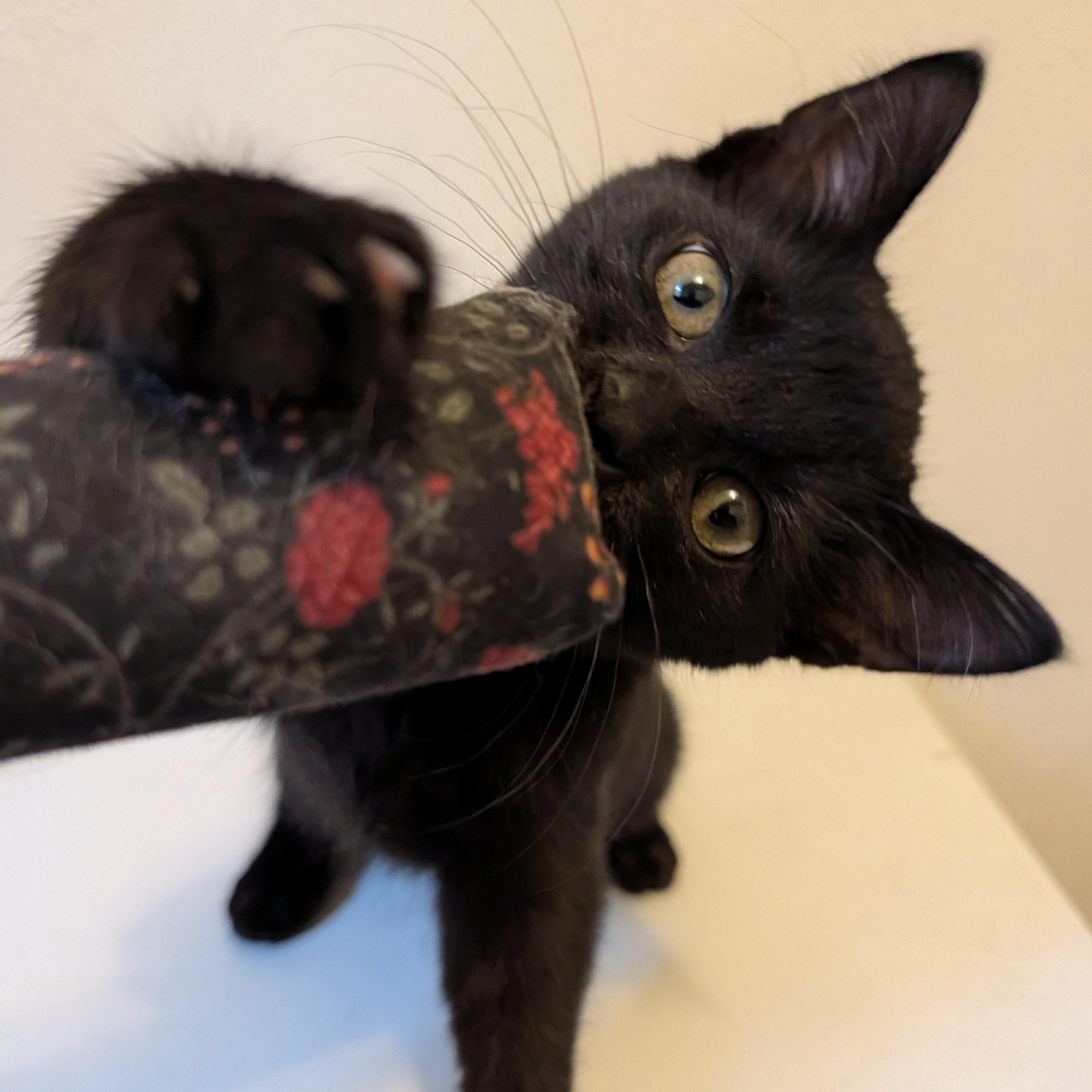 Mango, Adoptable, Kitten Female Domestic Short Hair.