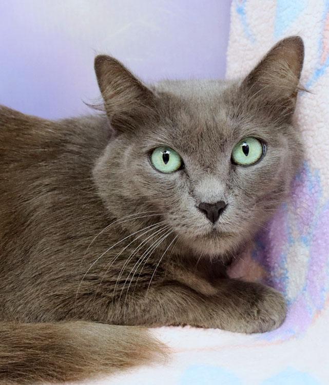 Delilah, adopted, Adult Female Domestic Medium Hair.