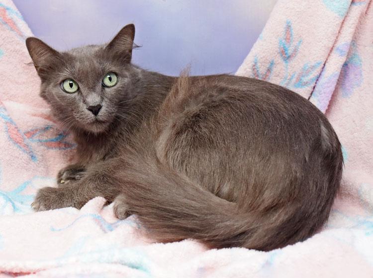 Delilah, an adopted Domestic Medium Hair in Saint Pete Beach, FL image 2/3