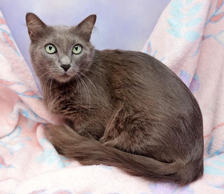 Delilah, an adopted Domestic Medium Hair in Saint Pete Beach, FL image 3/3