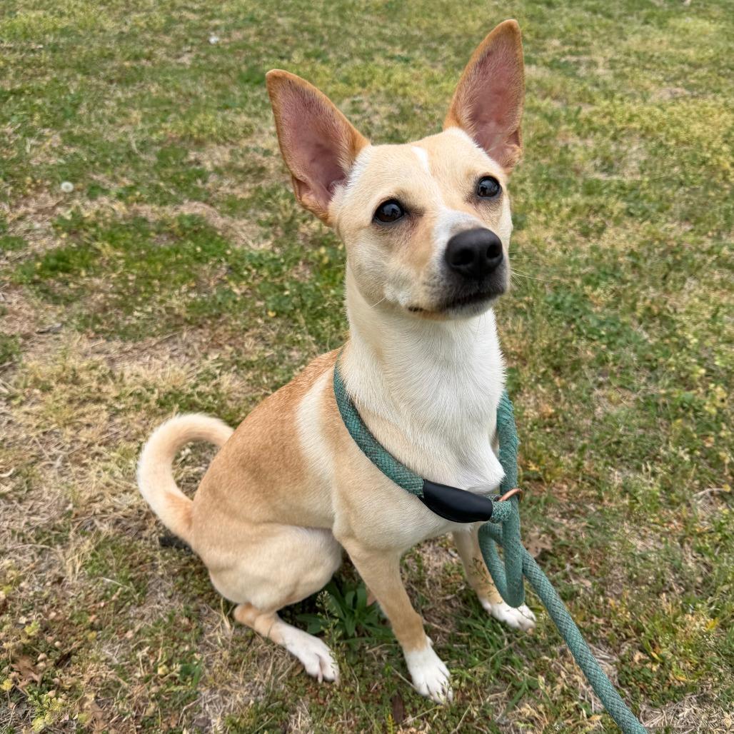 Luna, Adoptable, Young Female Pomeranian & Chihuahua.