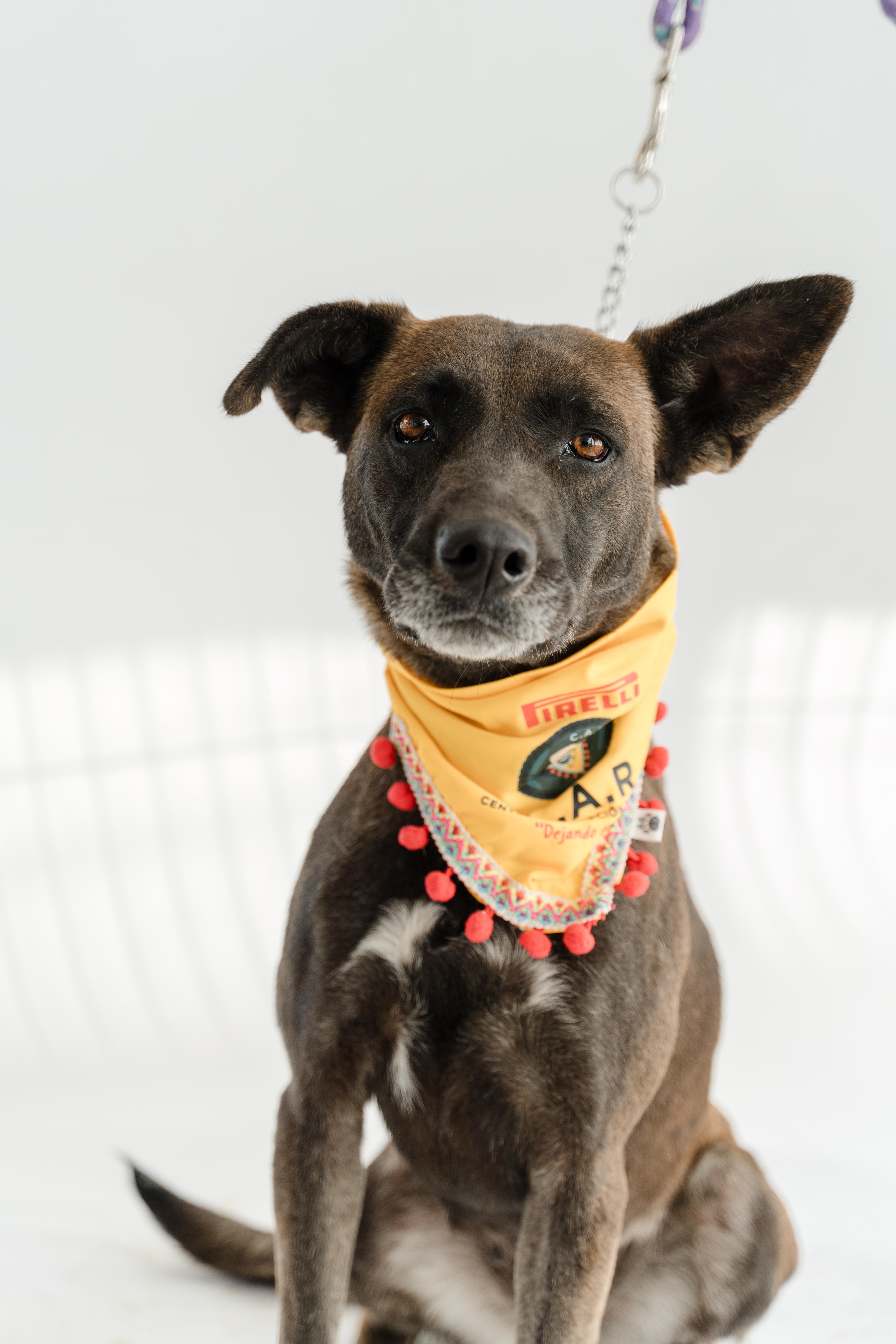 Mamba, Adoptable, Young Female Dutch Shepherd.