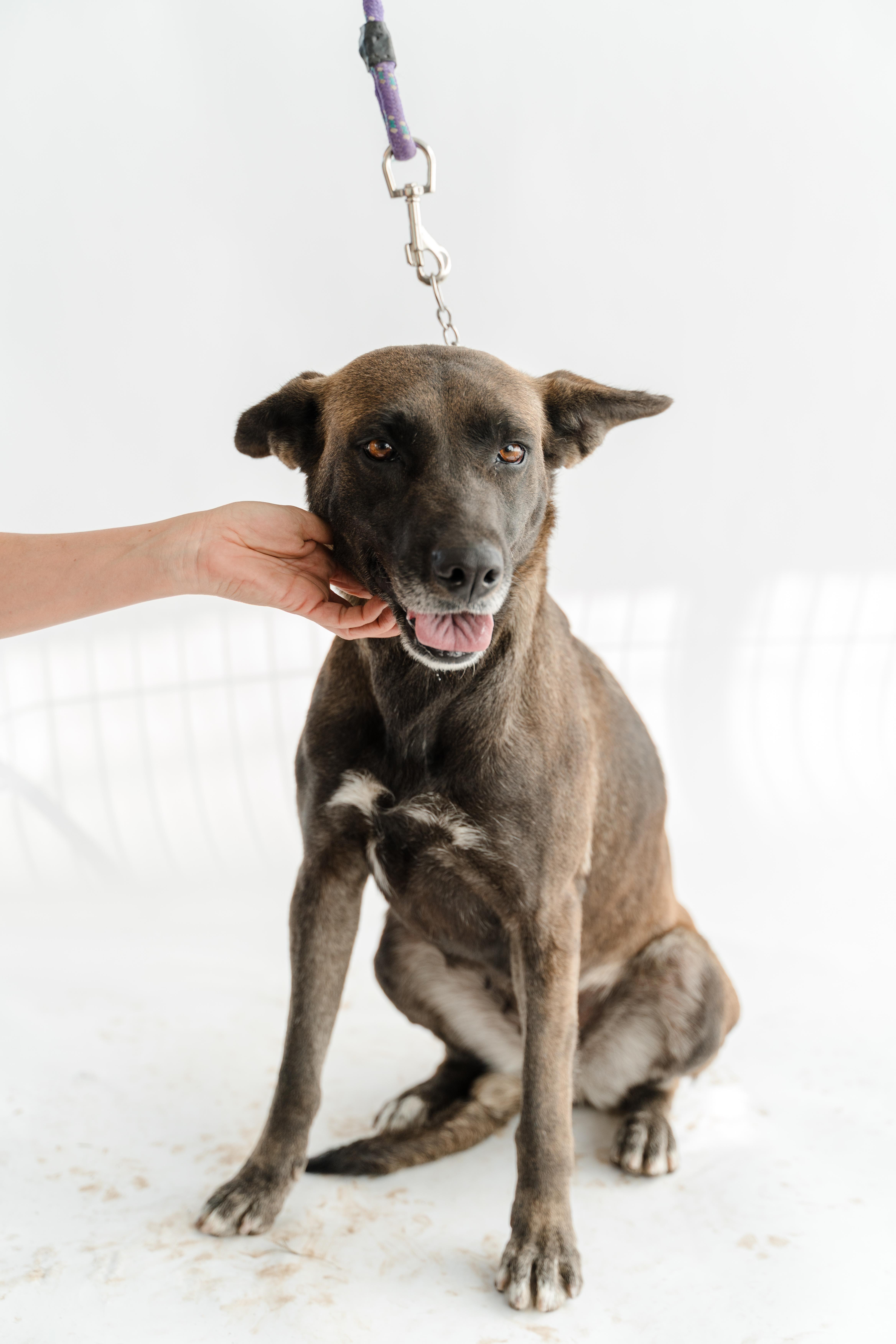 Enlarge Mamba, a Adoptable mixed breed in Manvel, TX image 5/5