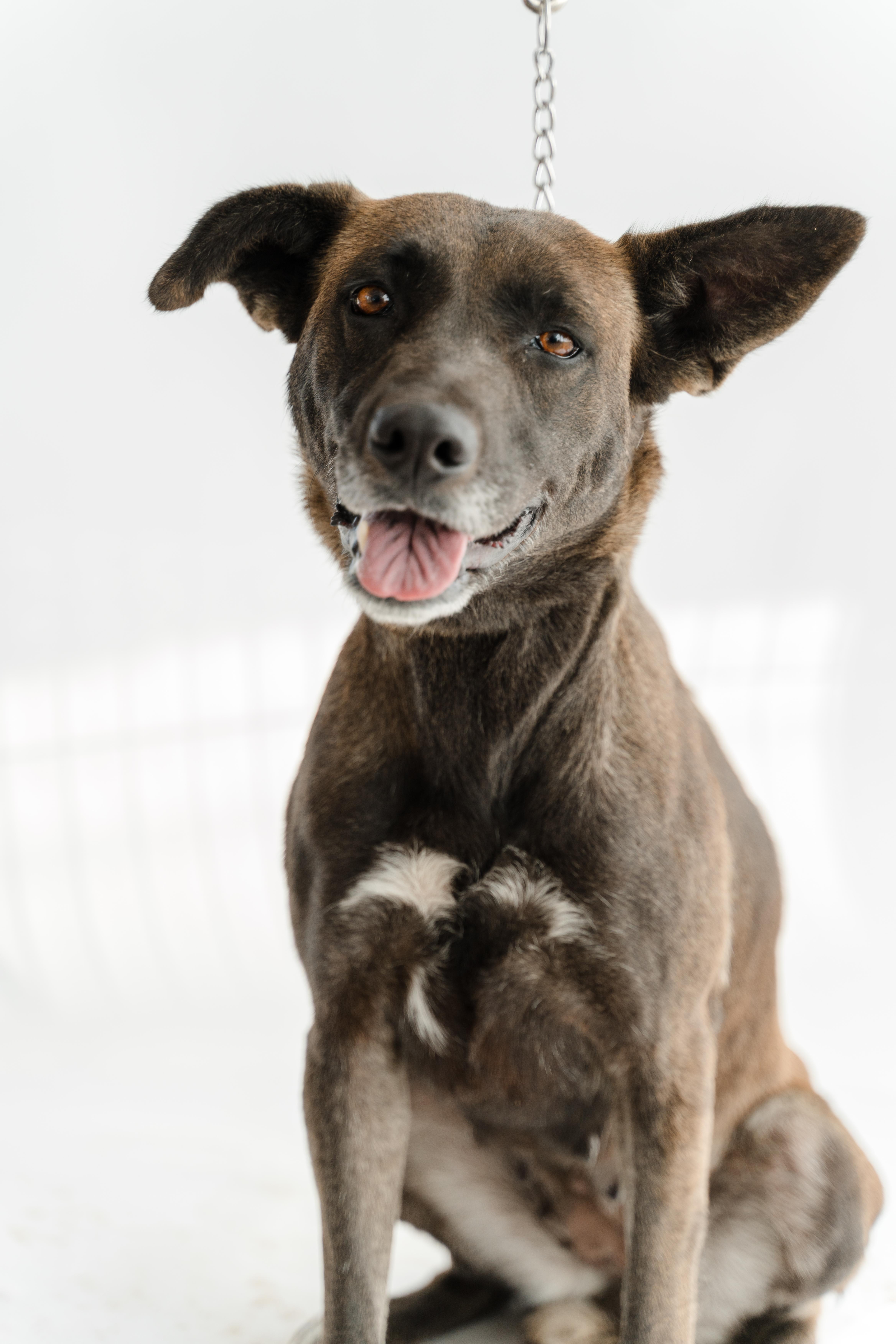 Enlarge Mamba, a Adoptable mixed breed in Manvel, TX image 3/5