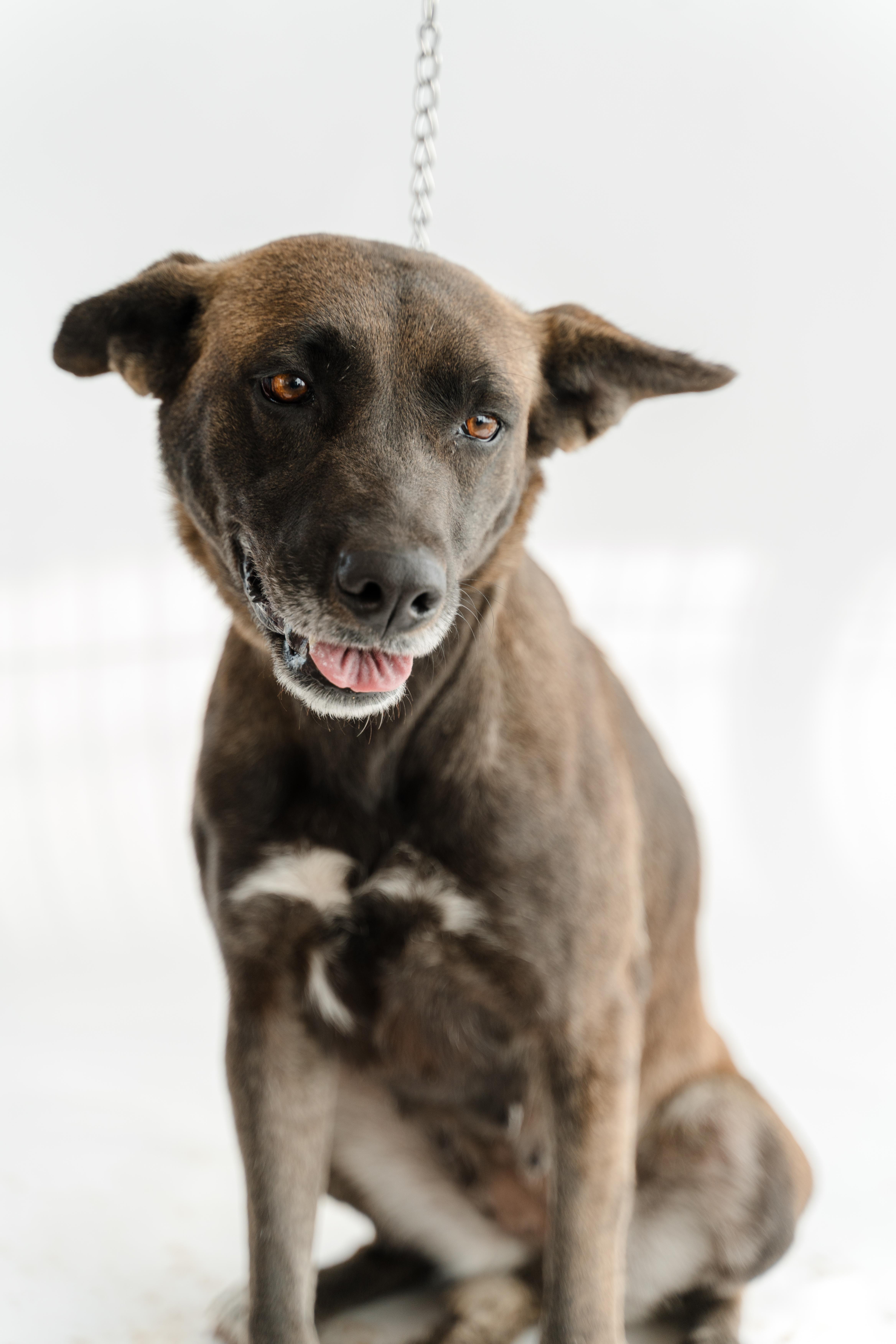 Enlarge Mamba, a Adoptable mixed breed in Manvel, TX image 4/5