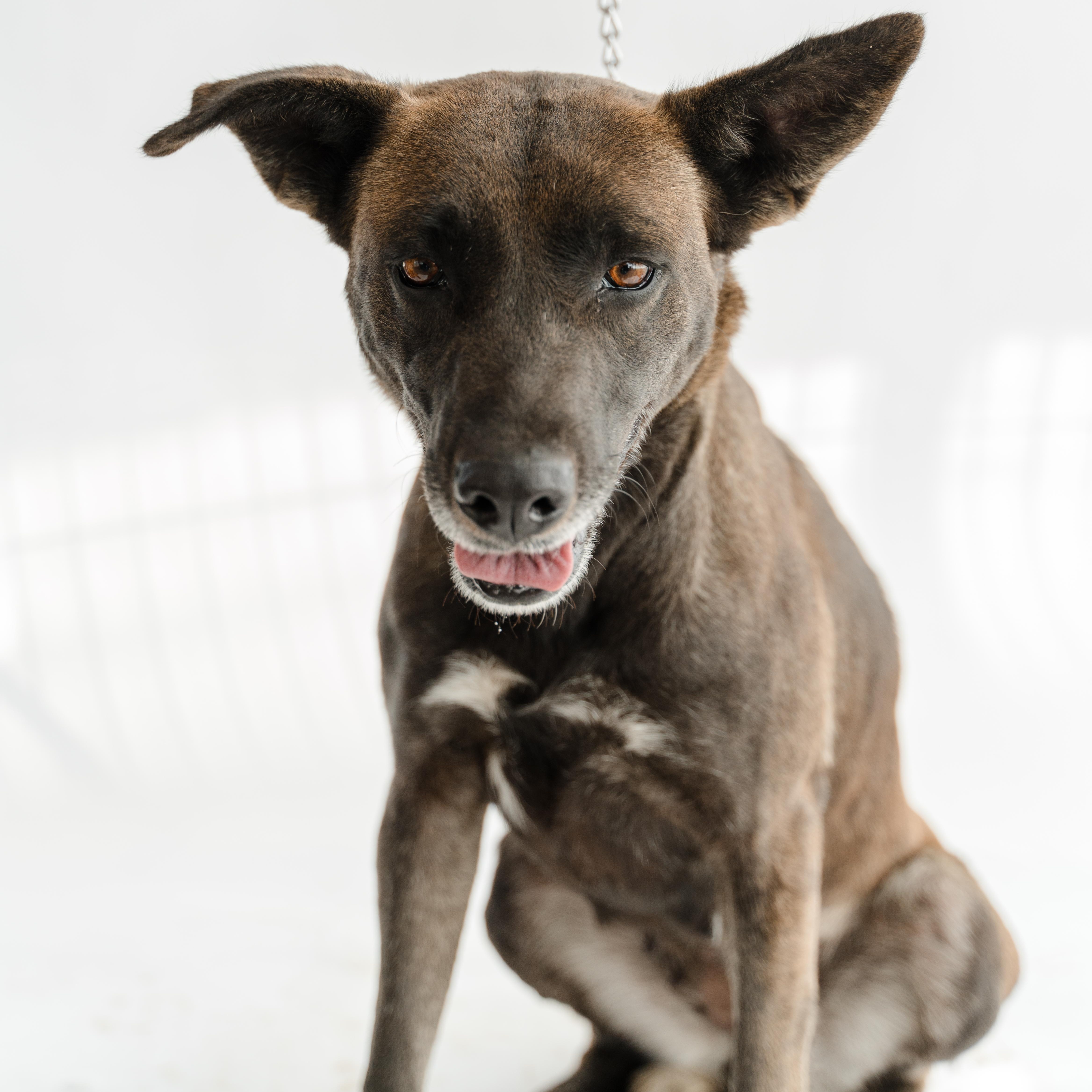 Enlarge Mamba, a Adoptable mixed breed in Manvel, TX image 2/5