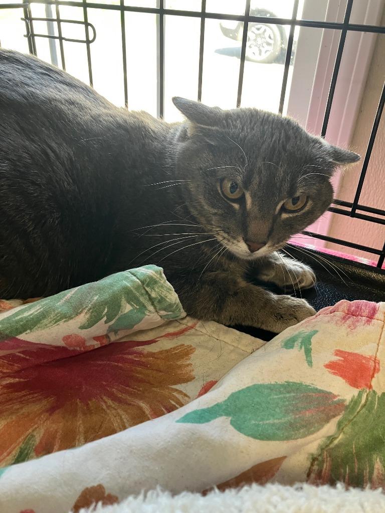 York, Adoptable, Adult Female Domestic Short Hair.