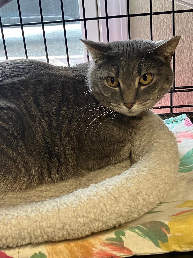 Enlarge York, a Adoptable mixed breed in Lunenburg, MA image 2/2