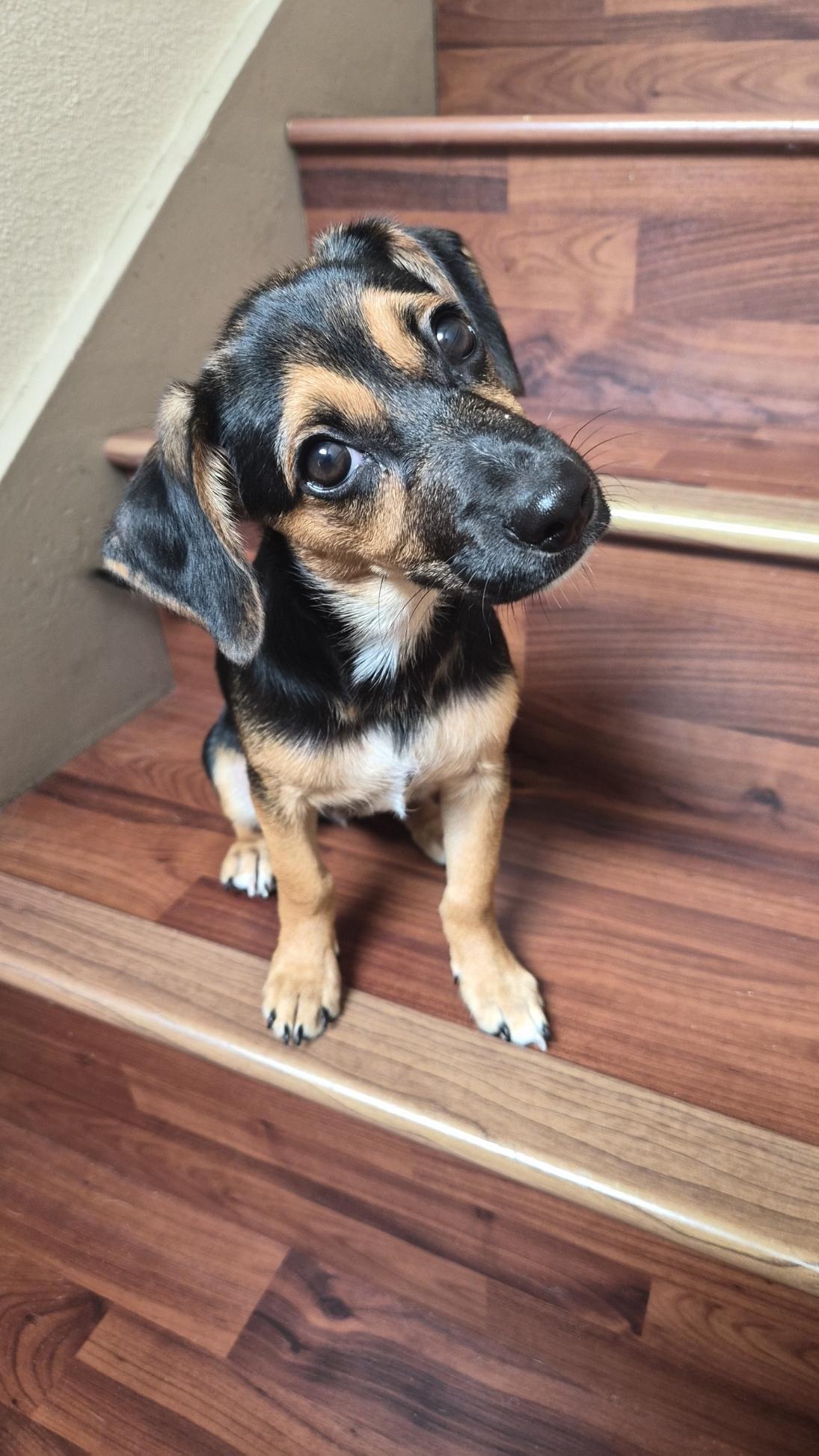 Enlarge Fluffernutter, a Adoptable mixed breed in Orlando, FL image 1/6