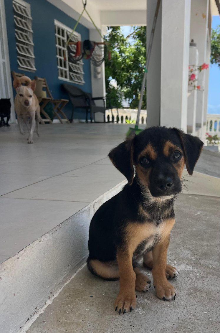 Enlarge Fluffernutter, a Adoptable mixed breed in Orlando, FL image 4/6