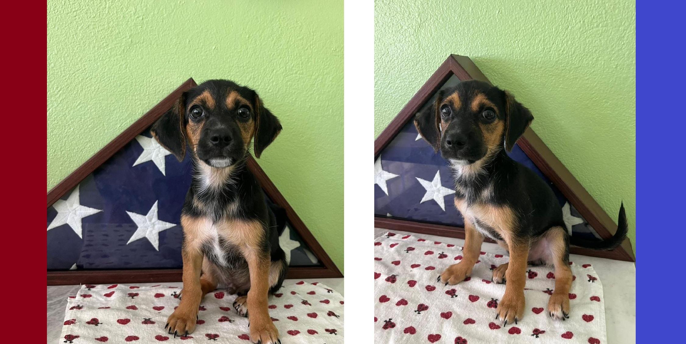 Enlarge Fluffernutter, a Adoptable mixed breed in Orlando, FL image 3/6